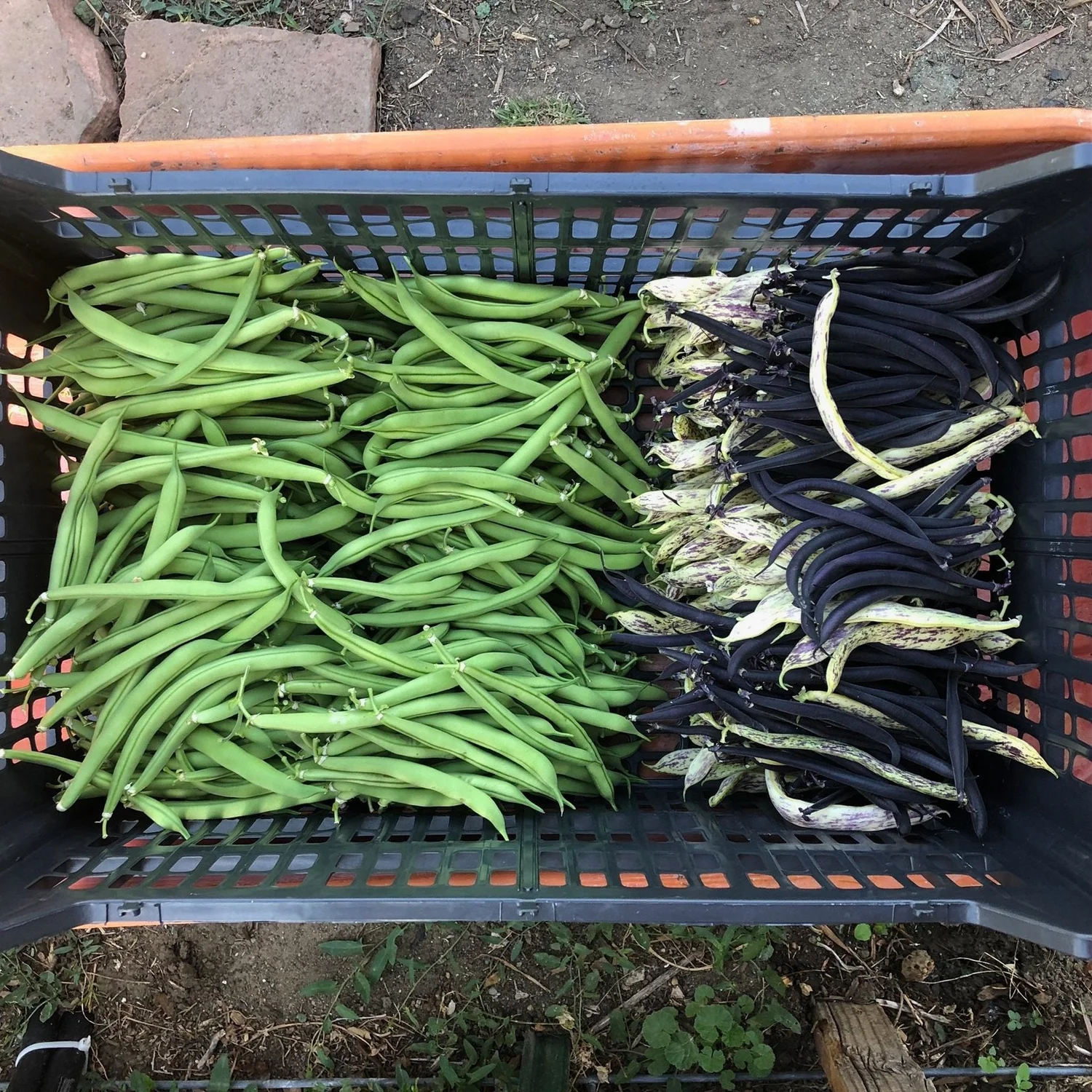 Order produce — SoCliff Farm
