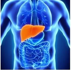 Love your Liver