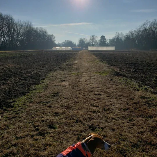 A dirt path running through a farm field with some green patches, flanked by dark earth. In the foreground, a brown and white dog with a red collar is sitting, looking to the side. In the background, there are trees, greenhouses, and a clear sky.