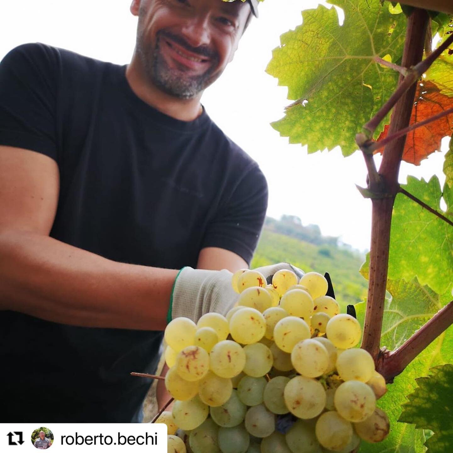 🍇Harvest in full effect!
&bull;&bull;&bull;&bull;&bull;&bull;&bull;&bull;&bull;&bull;&bull;&bull;&bull;&bull;&bull;&bull;&bull;&bull;&bull;&bull;&bull;&bull;&bull;&bull;&bull;&bull;&bull;&bull;&bull;&bull;&bull;&bull;

GC member @roberto.bechi is ha