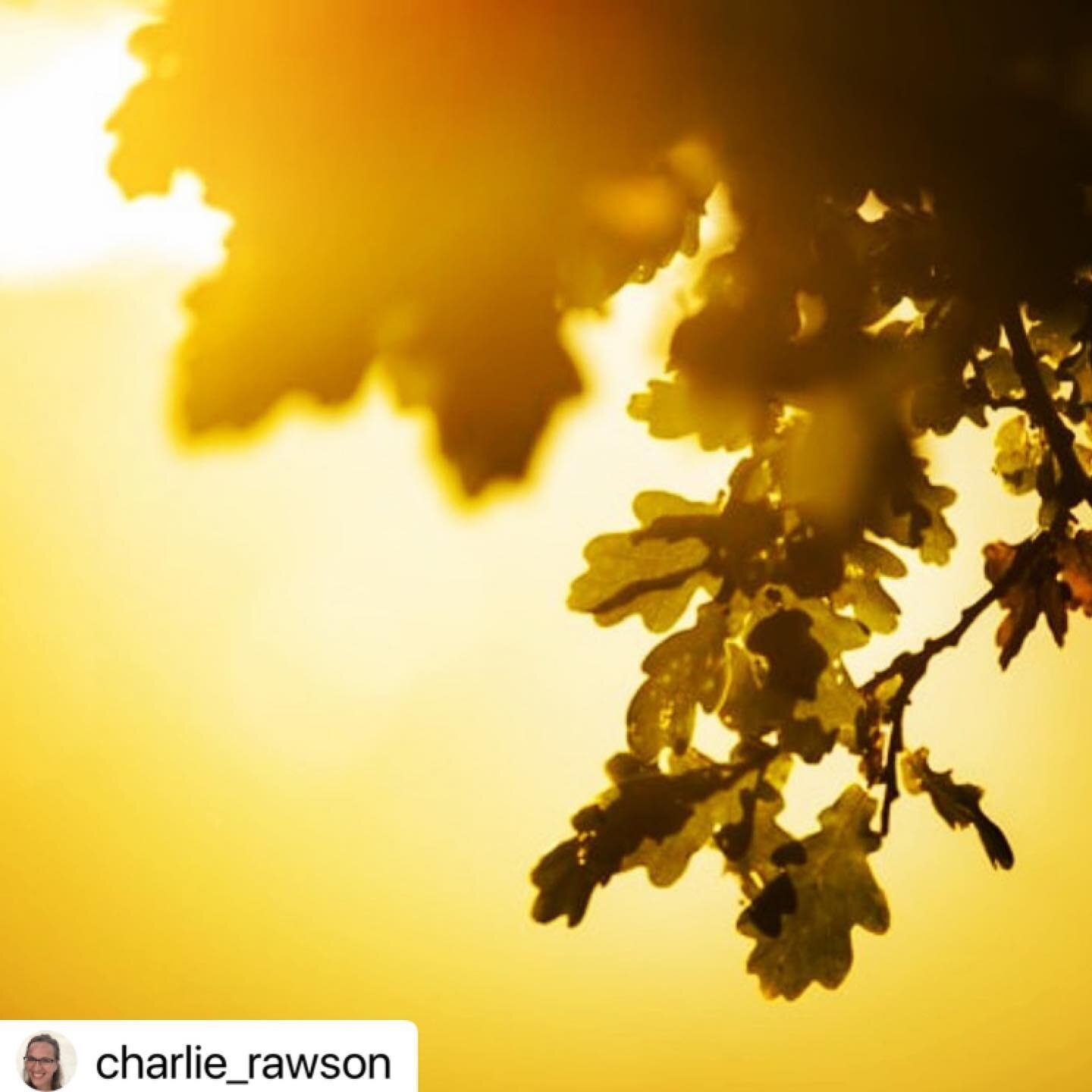 @charlie_rawson reflections
・・・
🍂 Autumn Equinox 🍂

🙏What do you look forward to as the Summer draws to a close?

🍂 Moving into a new rhythm.

🍂 I&rsquo;m allowing my pace to slow. 

🍂 Listening to the coming crackle. 

🍂 Believing in the pote