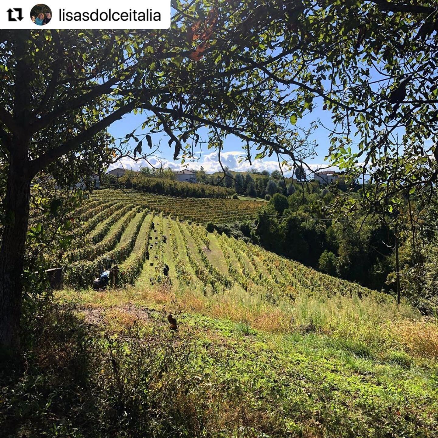 This Sunday we are in Piemonte wine country during harvest time! Clavesana is just outside the Barolo area but known for delicious Dolcetto🍷

Have you ever tasted Dolcetto wine?

#Repost @lisasdolceitalia with @make_repost
・・・
Harvest time...#lisasd