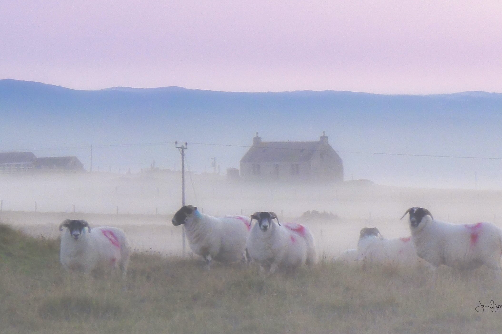 sheep+in+mist.jpg