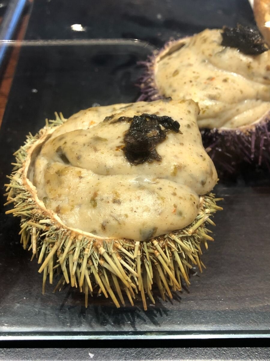 Sea urchin