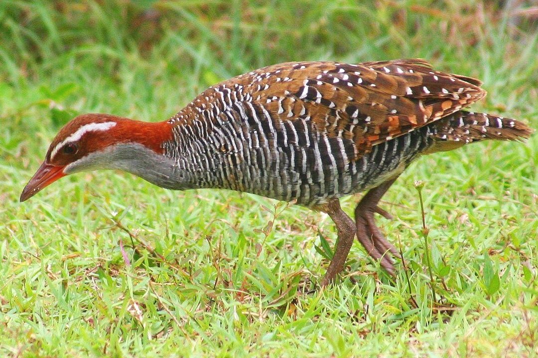 A buff-banded rail or "tikling" bird