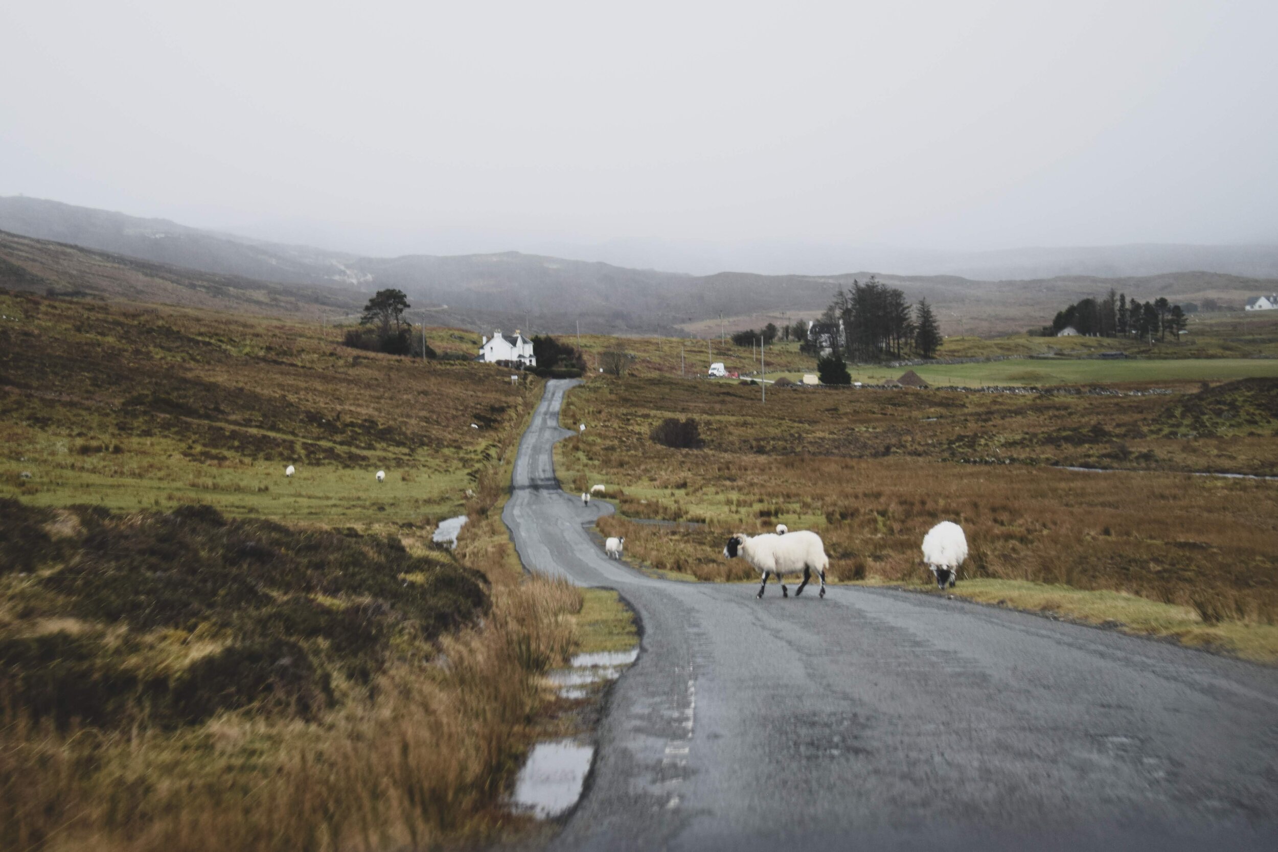 Sheep on the Isle of Skye