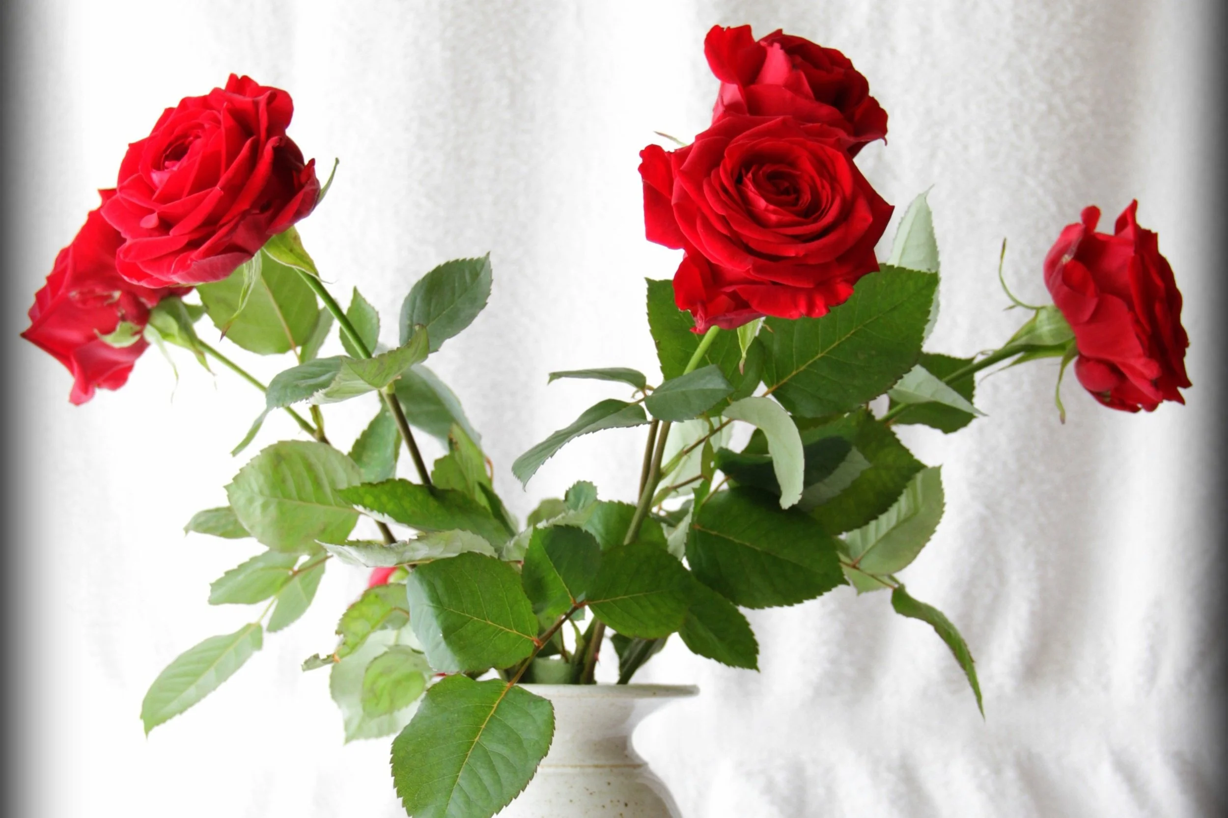 Roses in a vase