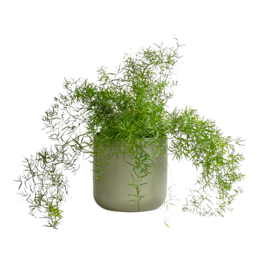 Asparagus Fern