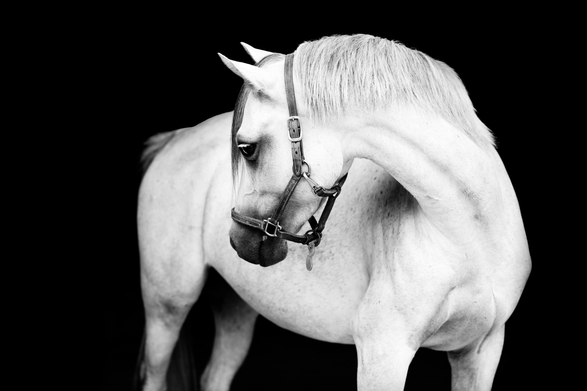 MorganEquinePS-12.jpg