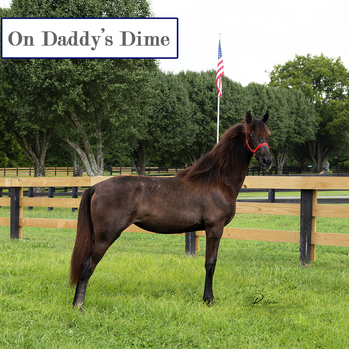 Dime's Ssiter (1 of 7) COPY.png