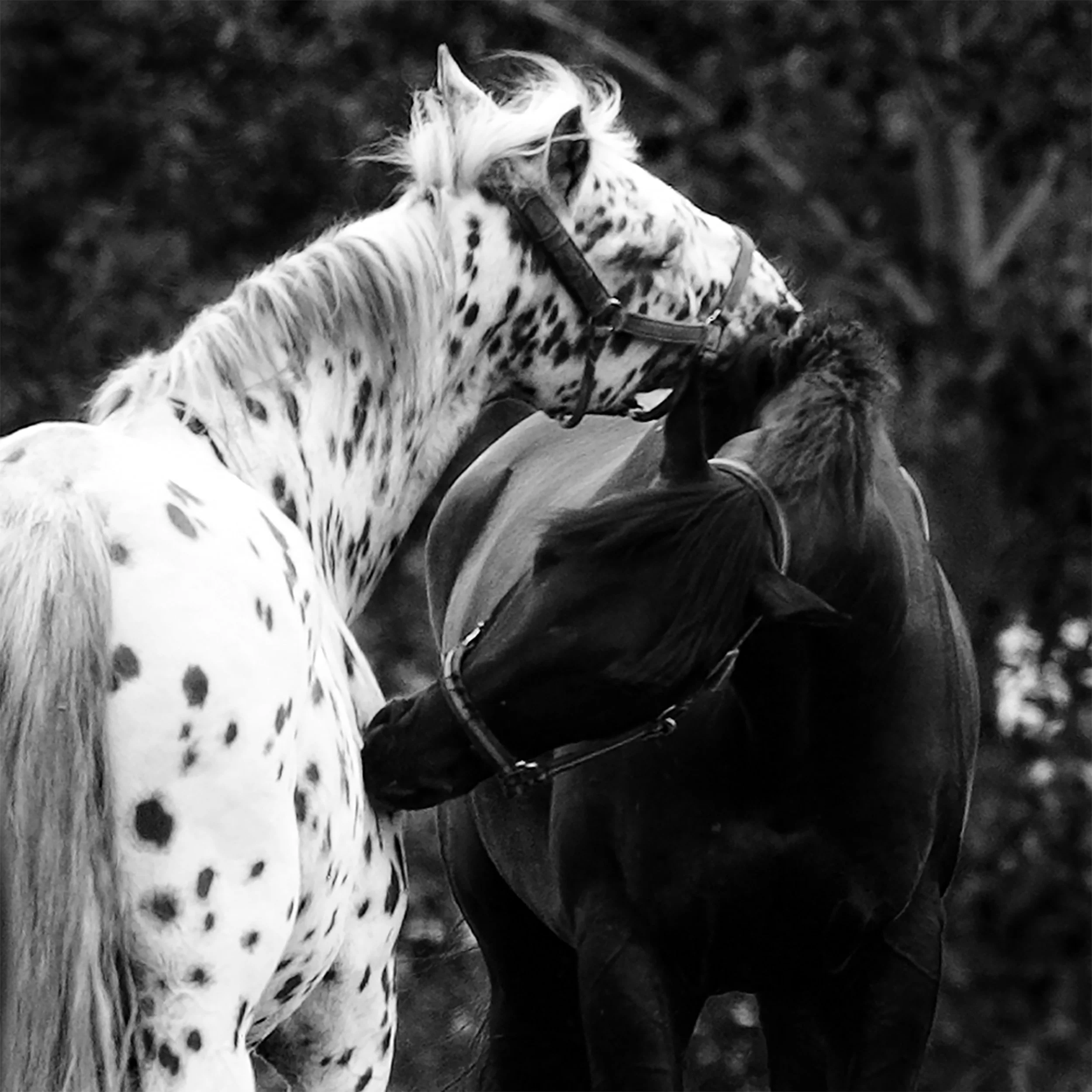 Grooming 