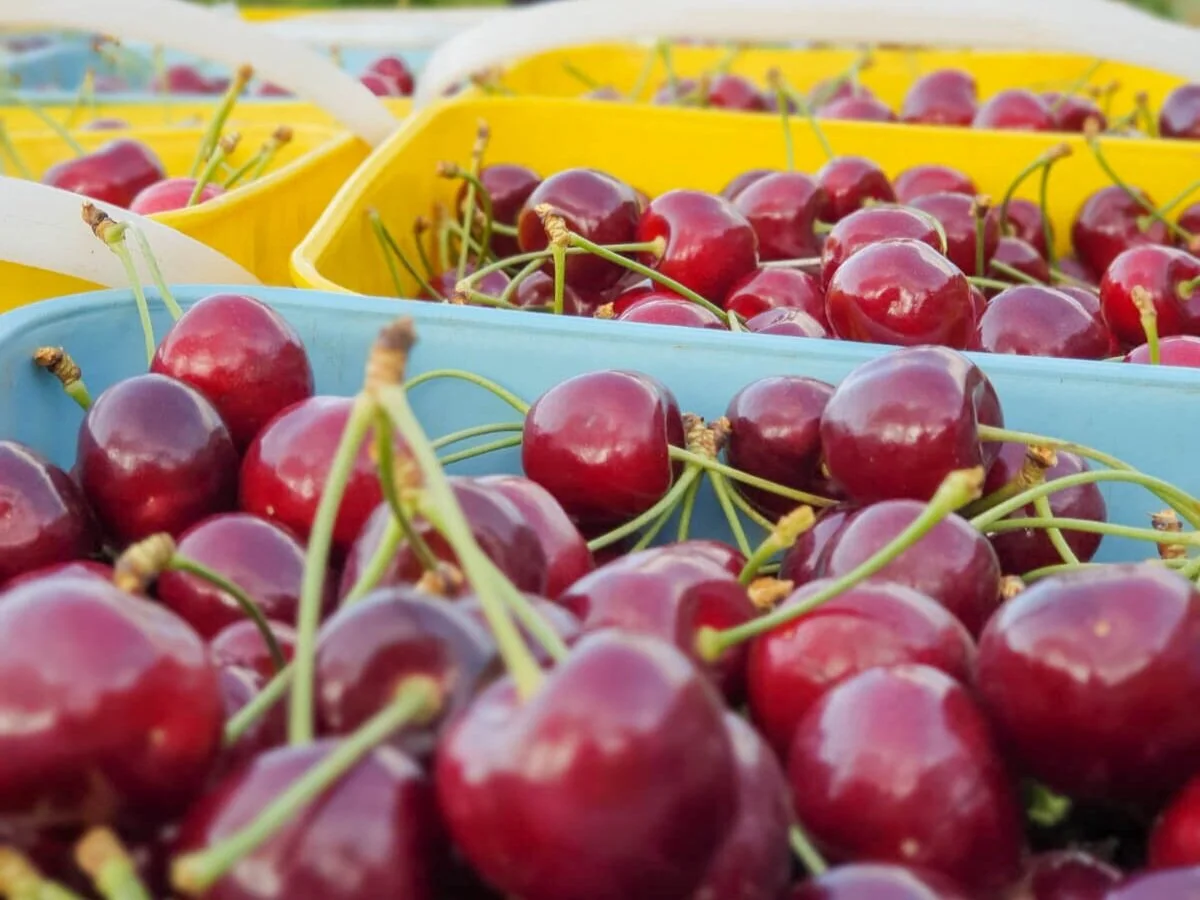 Panmure Orchards Ltd