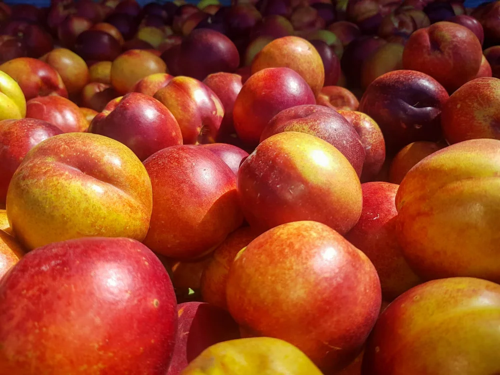 Nectarine Season — Panmure Orchards Ltd