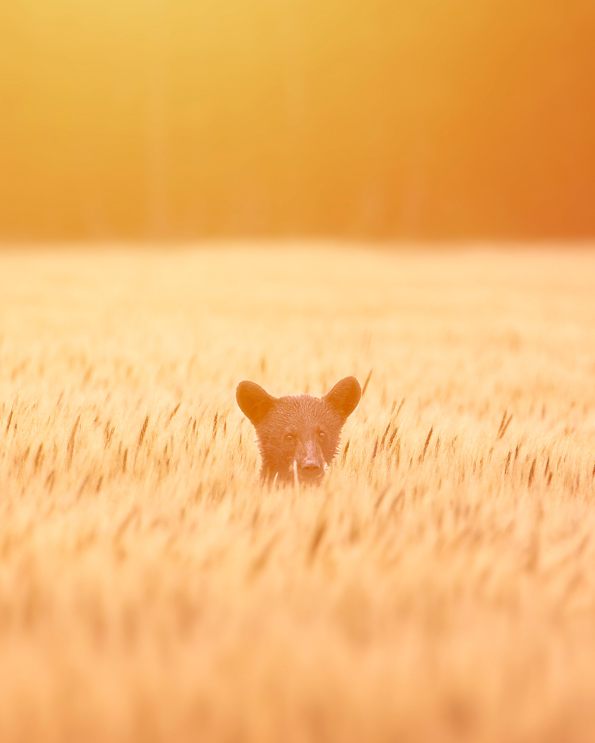 Backlit Golden Bear Cub