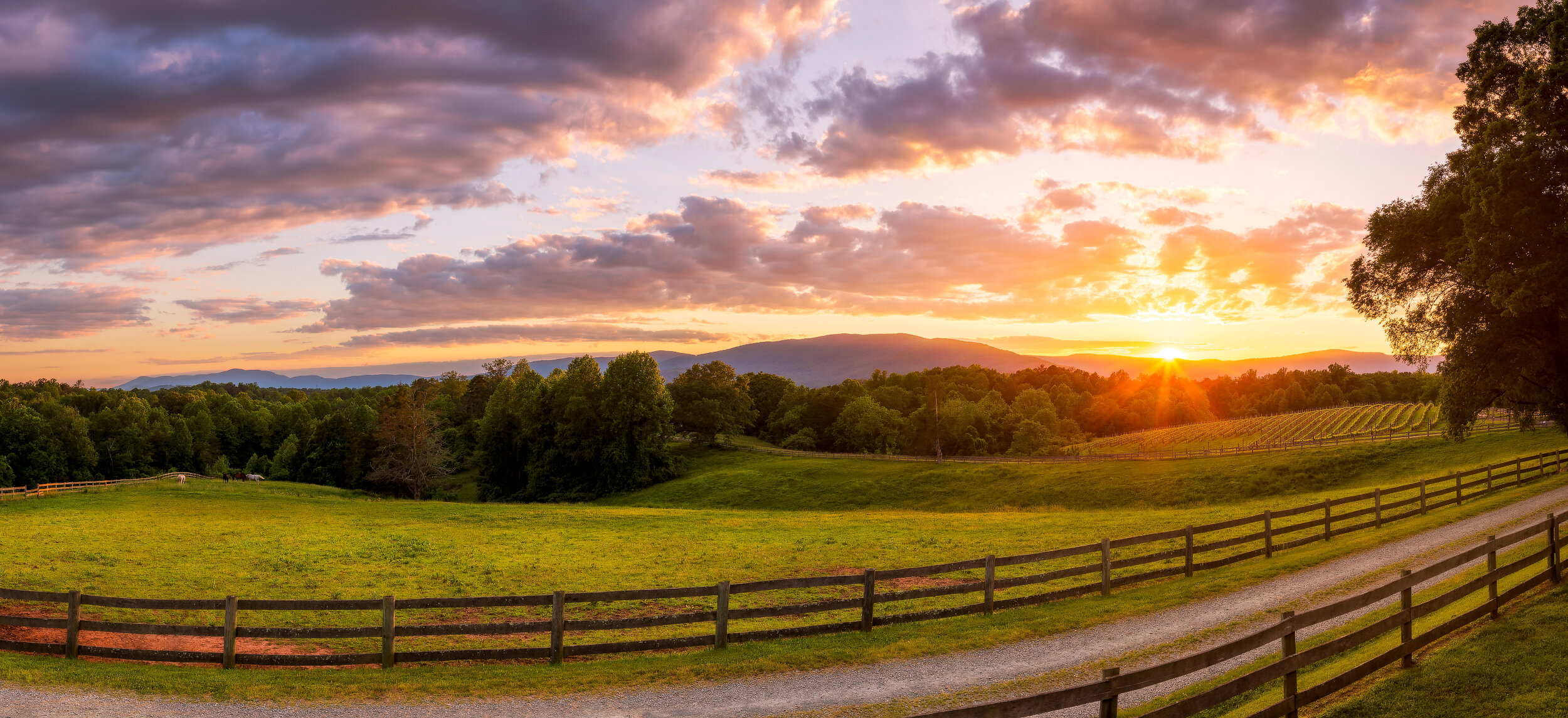 Knight's Gambit Vineyard Sunset Surprise Panorama