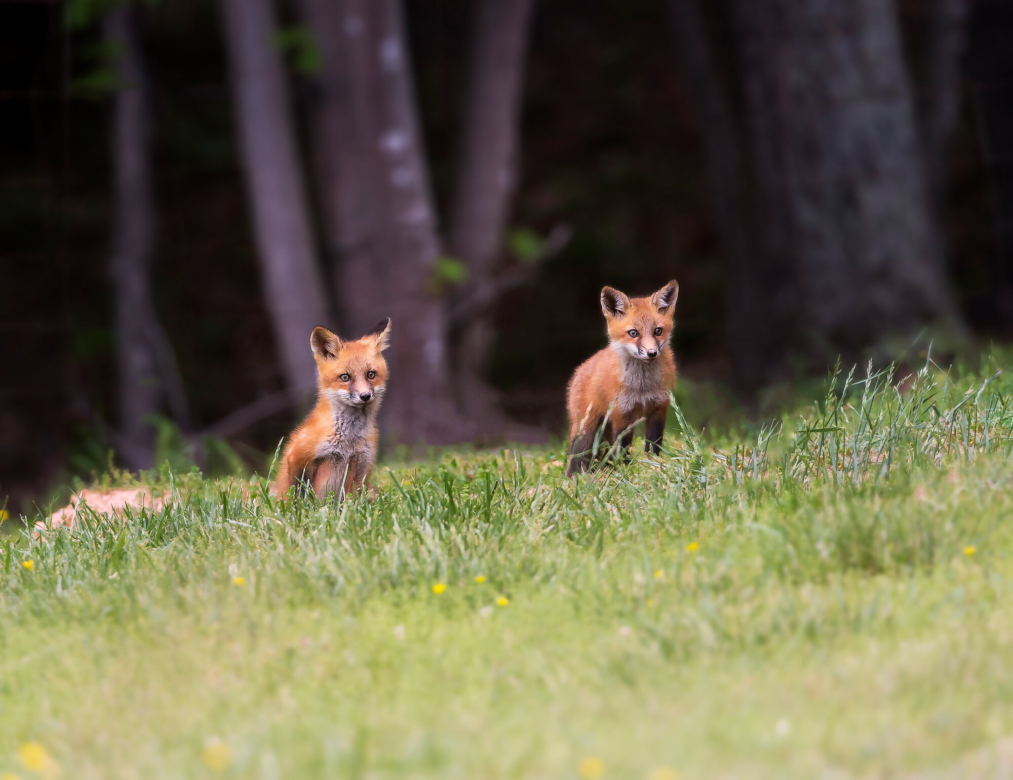 Twin Fox Kits