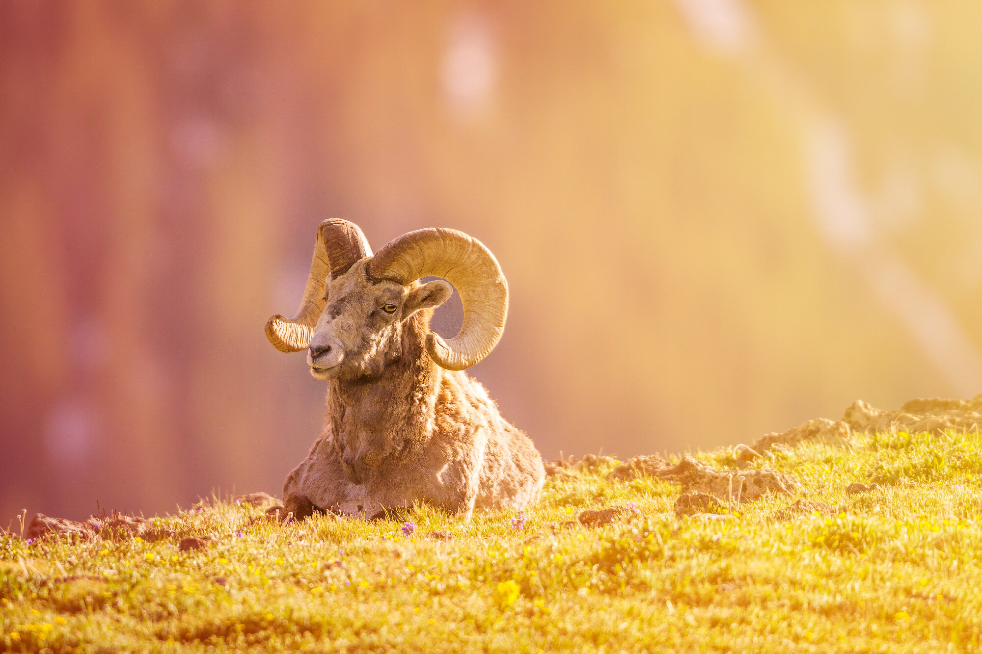 Rocky Mountain Rainbow