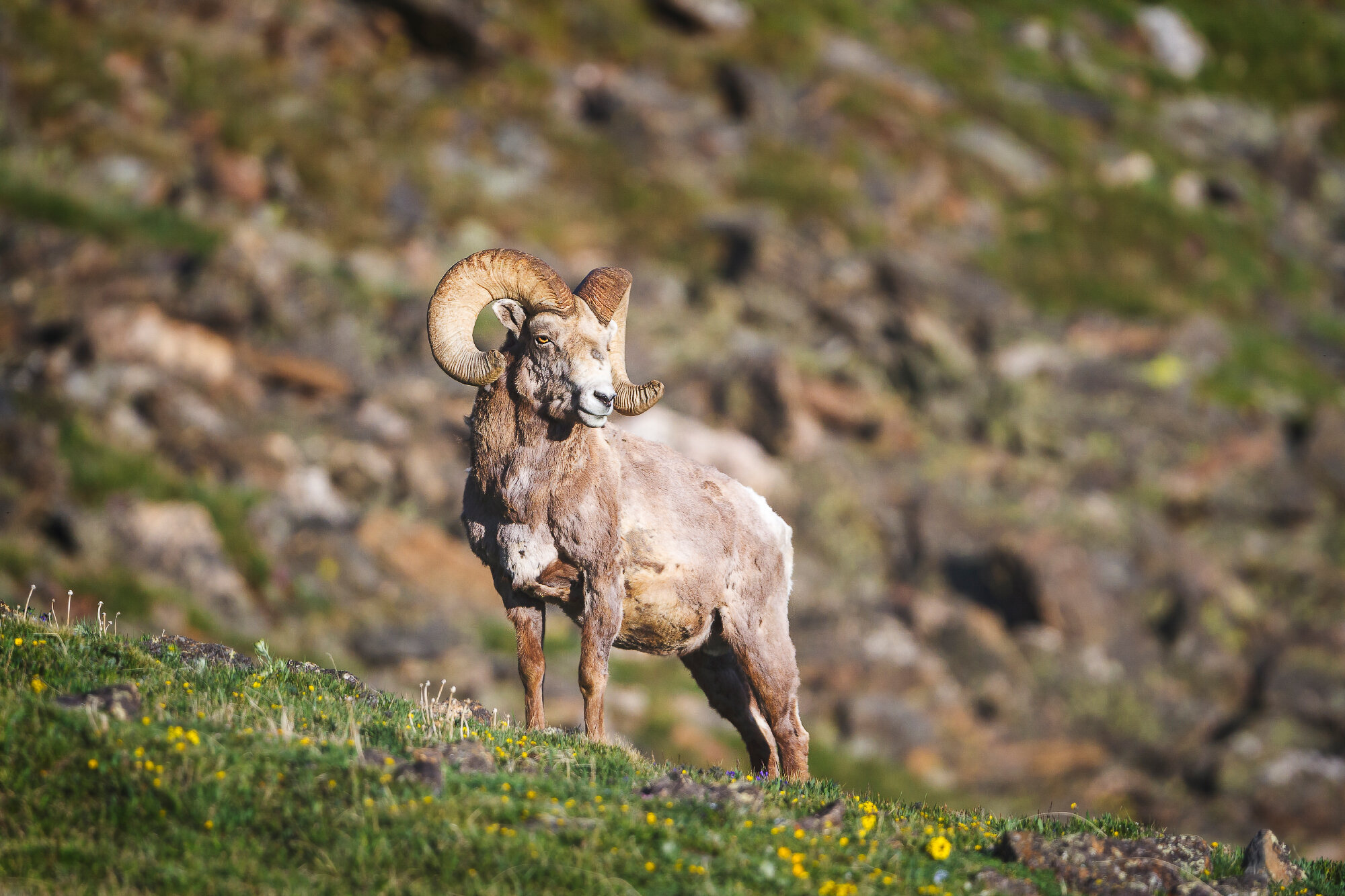Rocky Mountain Bighorn Sheep