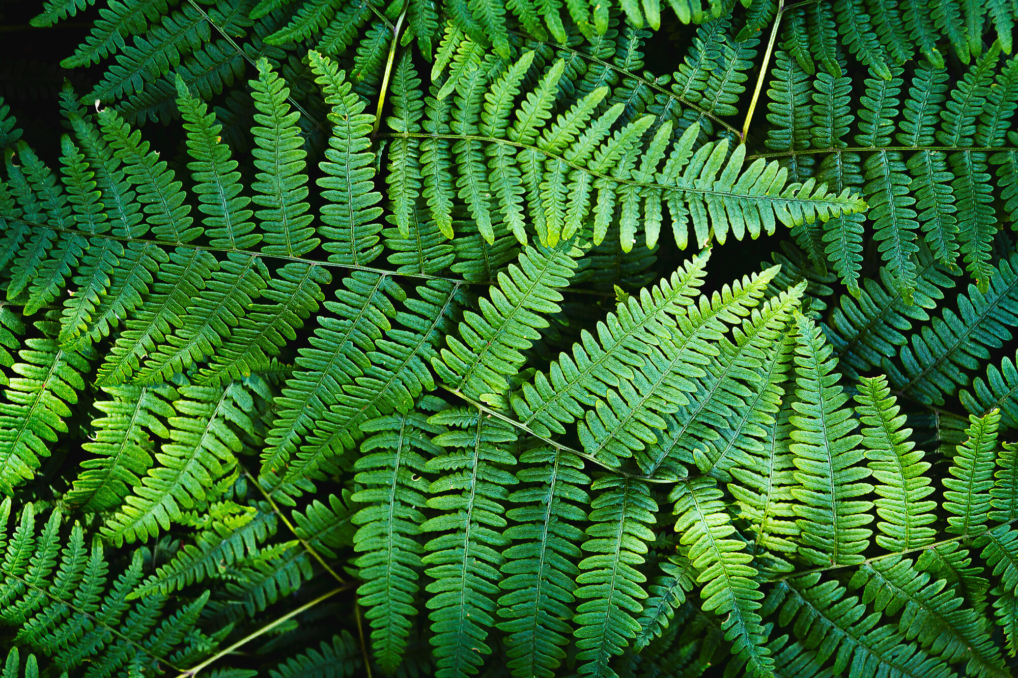 Pacific Northwest Glow