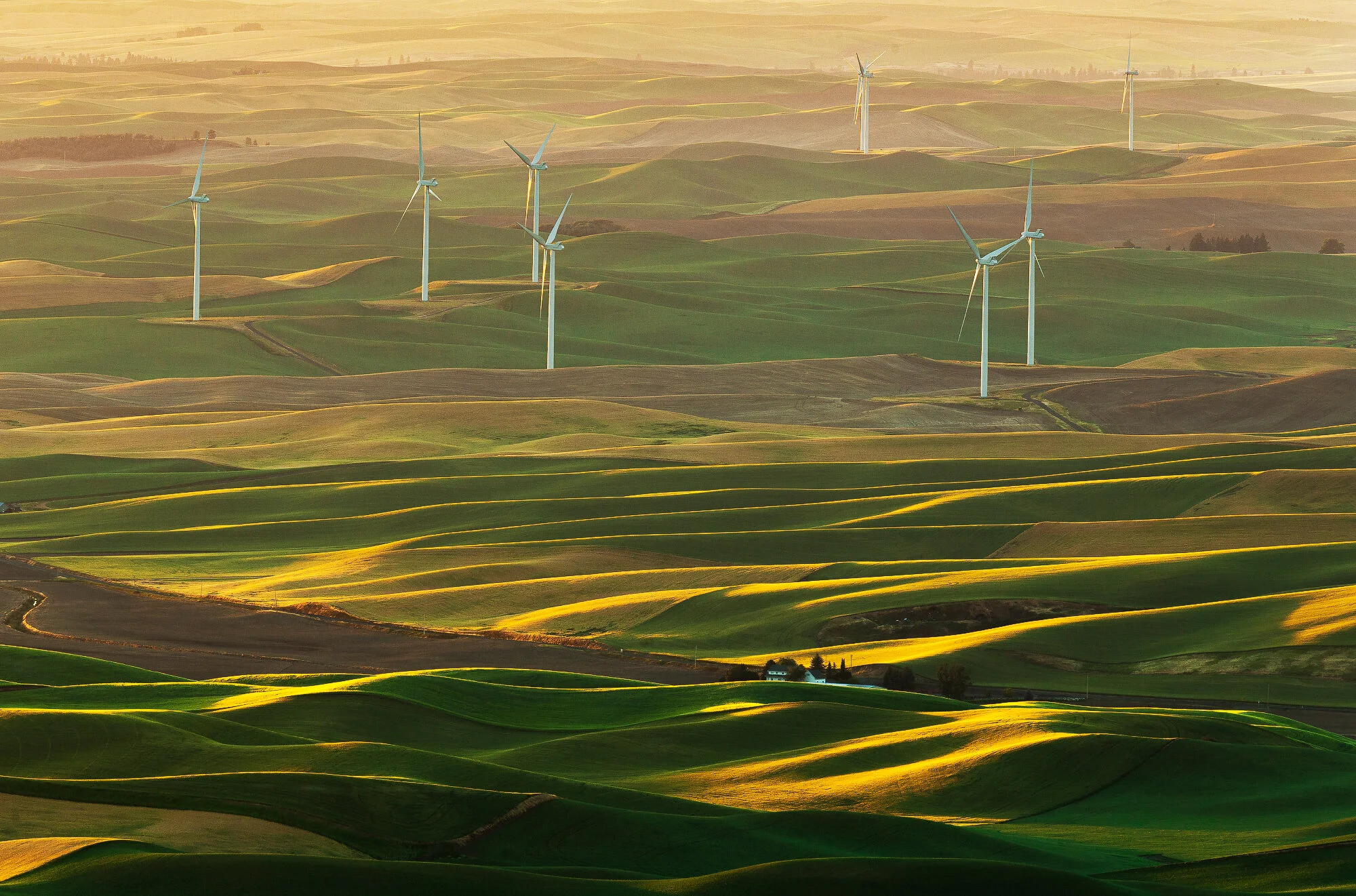 Sea Of Wheat