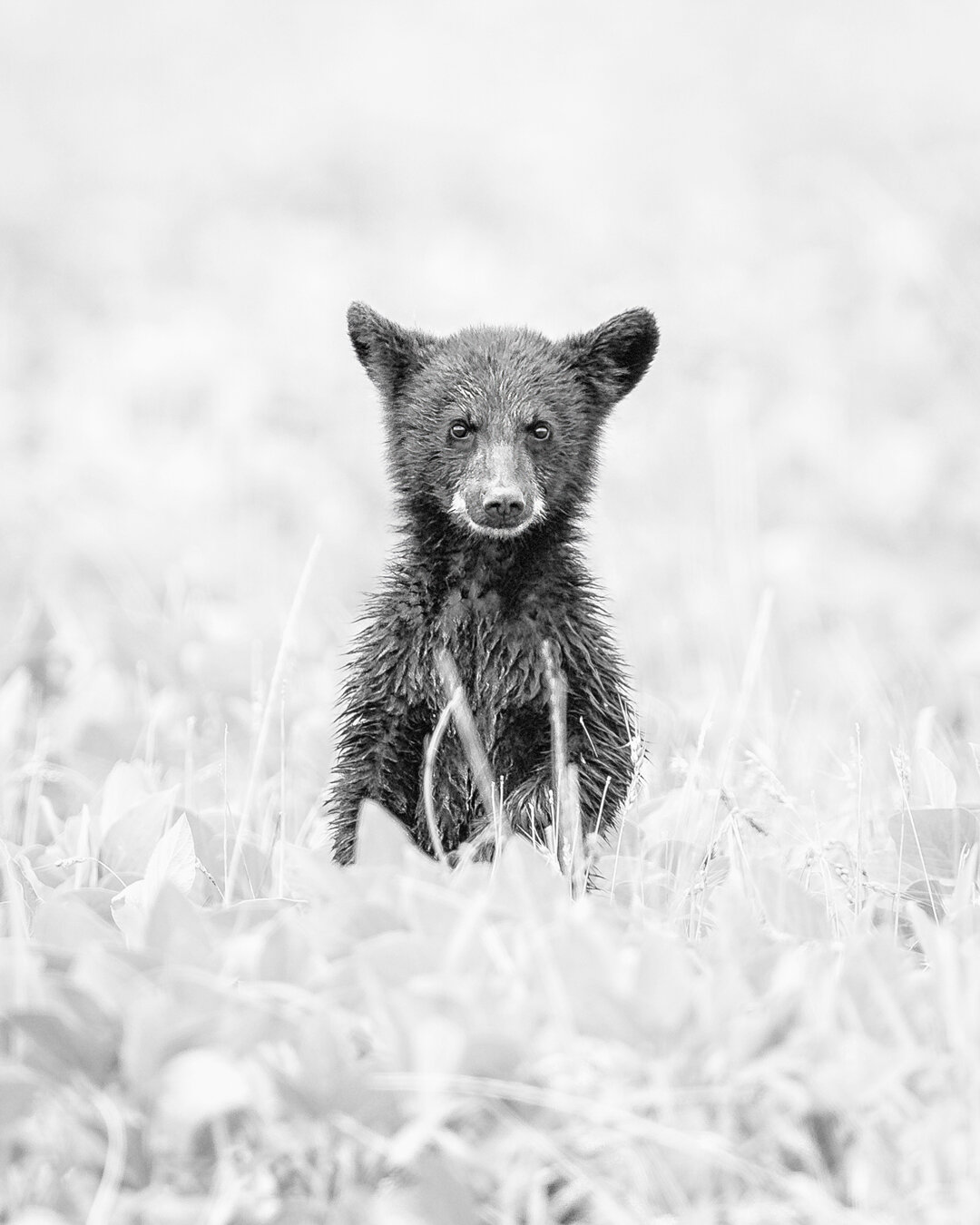 High Key Bear Cub