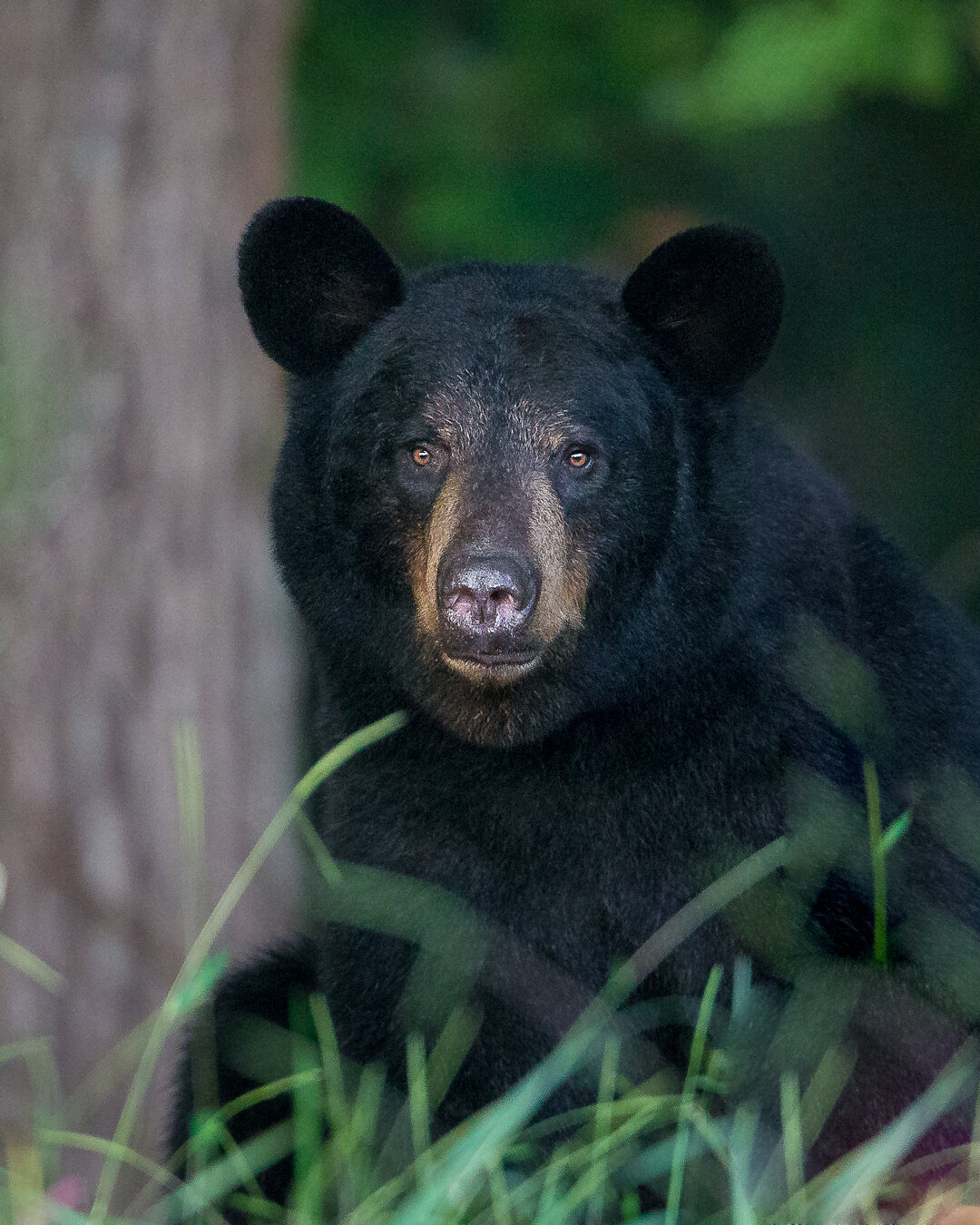 Black Bear Sow In Forest