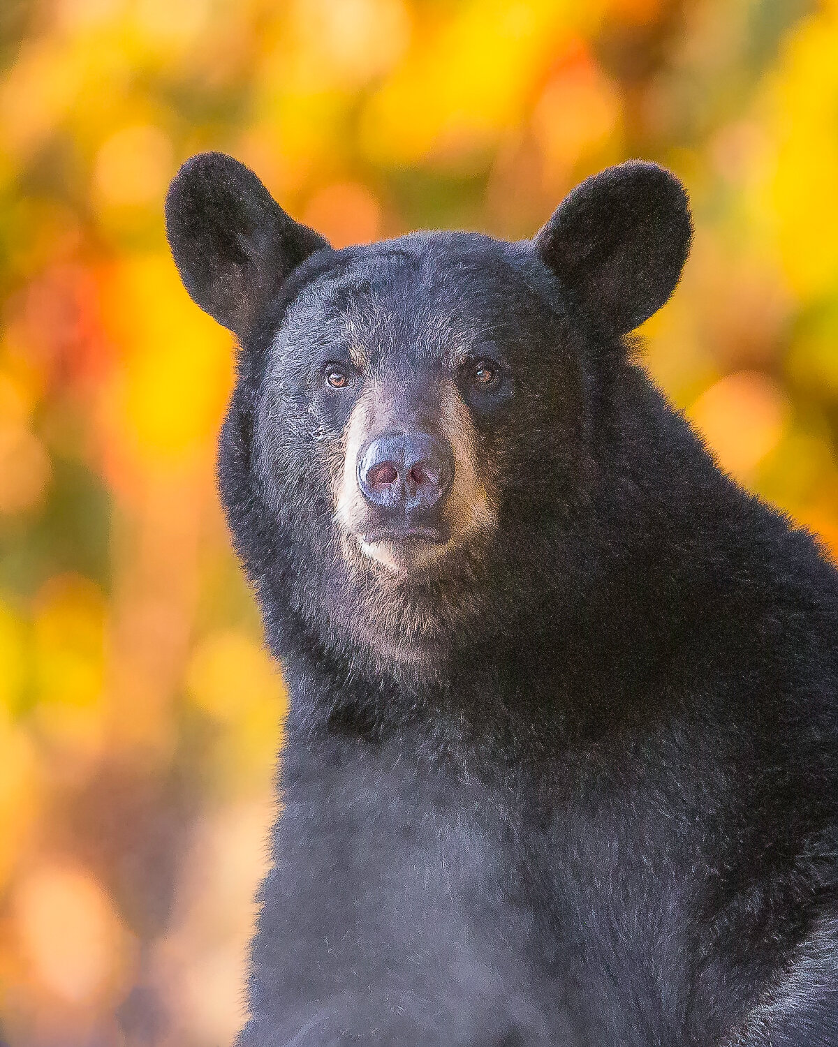 Black Bear Sow In Fall
