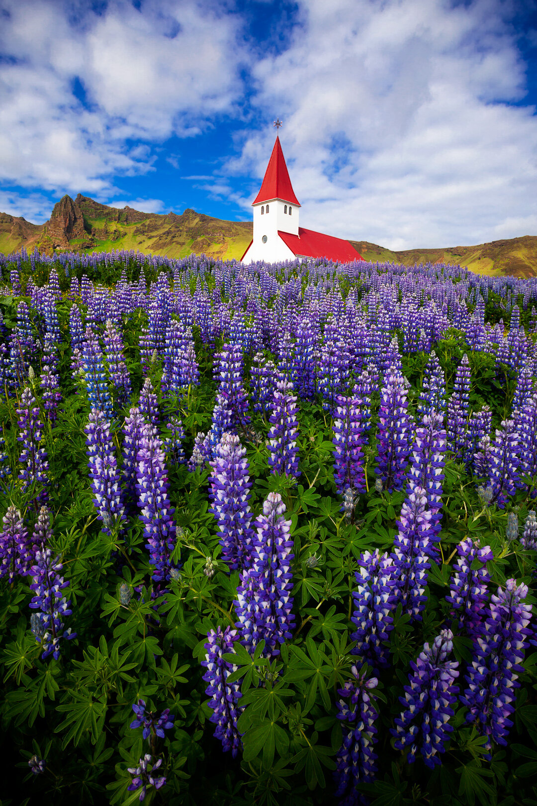 Vik's Lupine Meadows