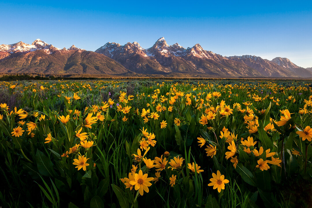 Spring Tetons