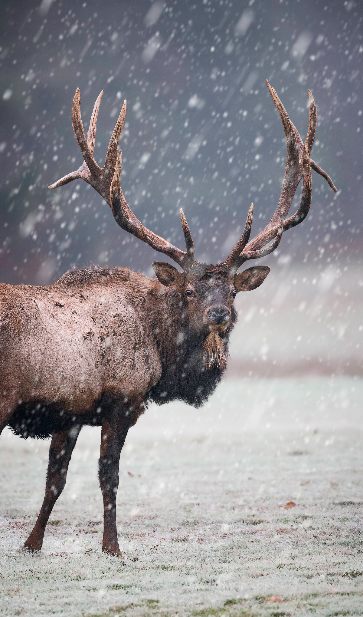 Bull Elk Blizzard