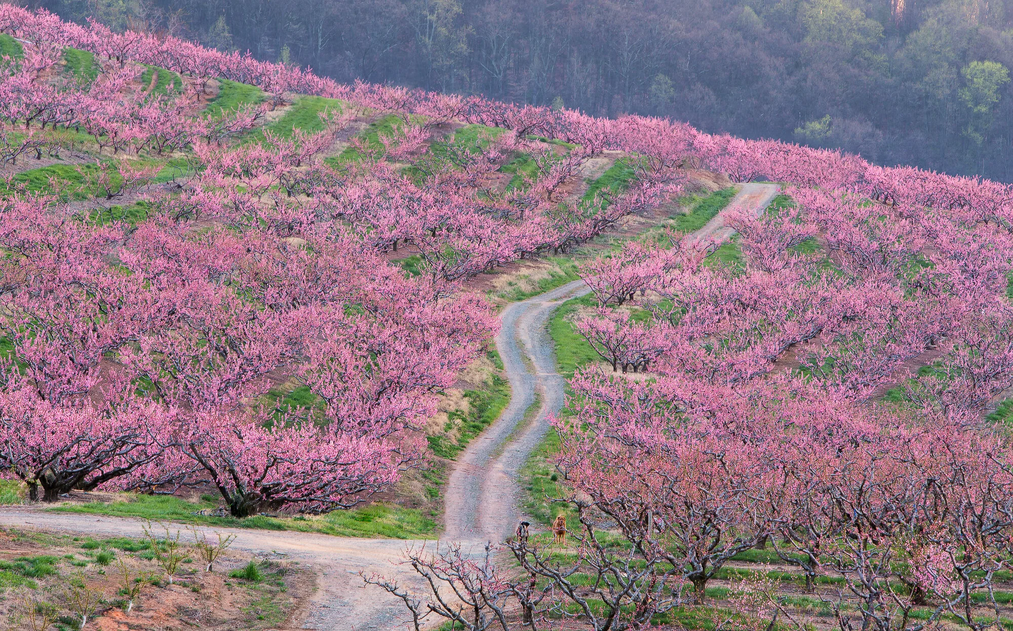 ChilesRepeatingPinkMorning-web1246x2000U200.jpg