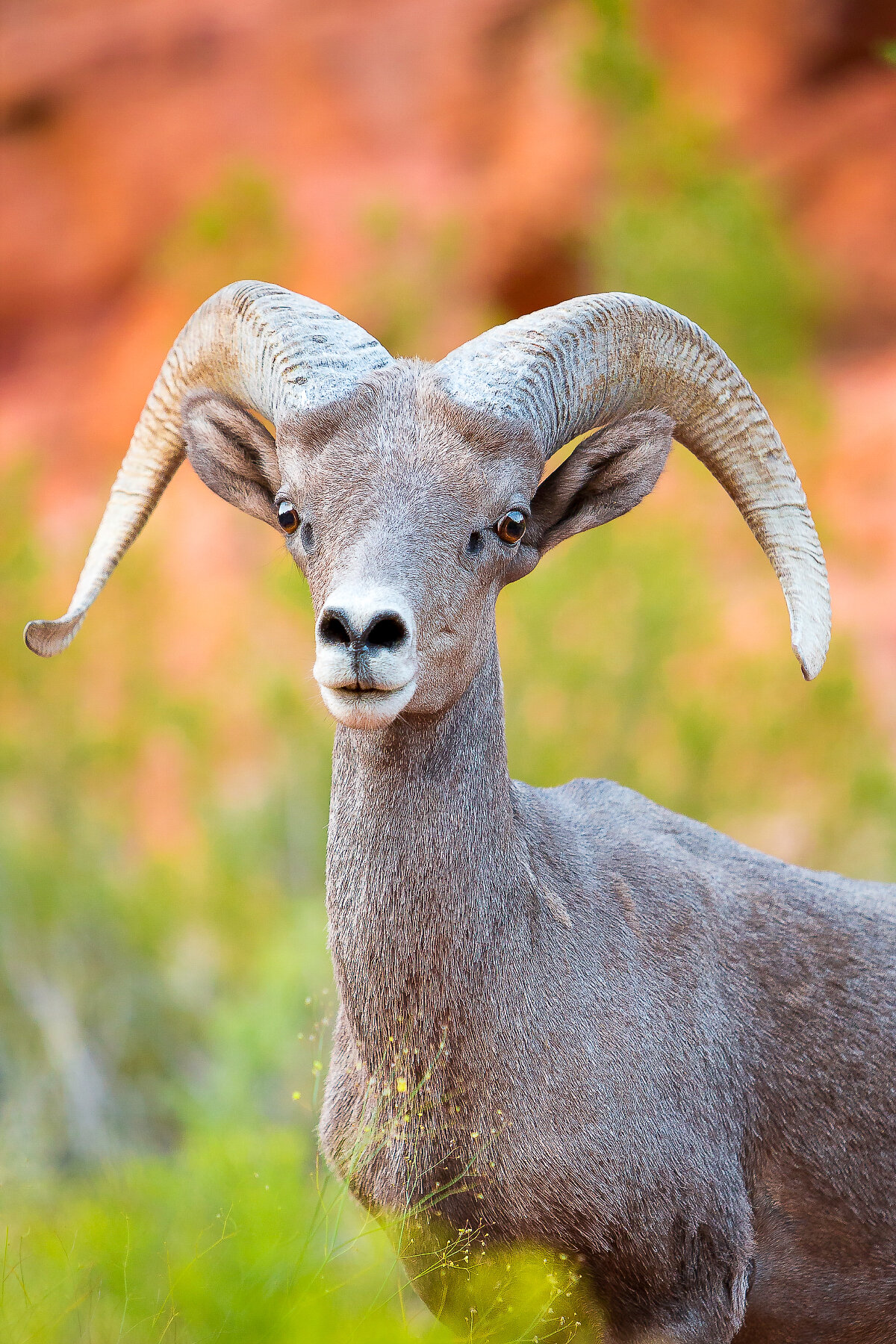 Desert Bighorn