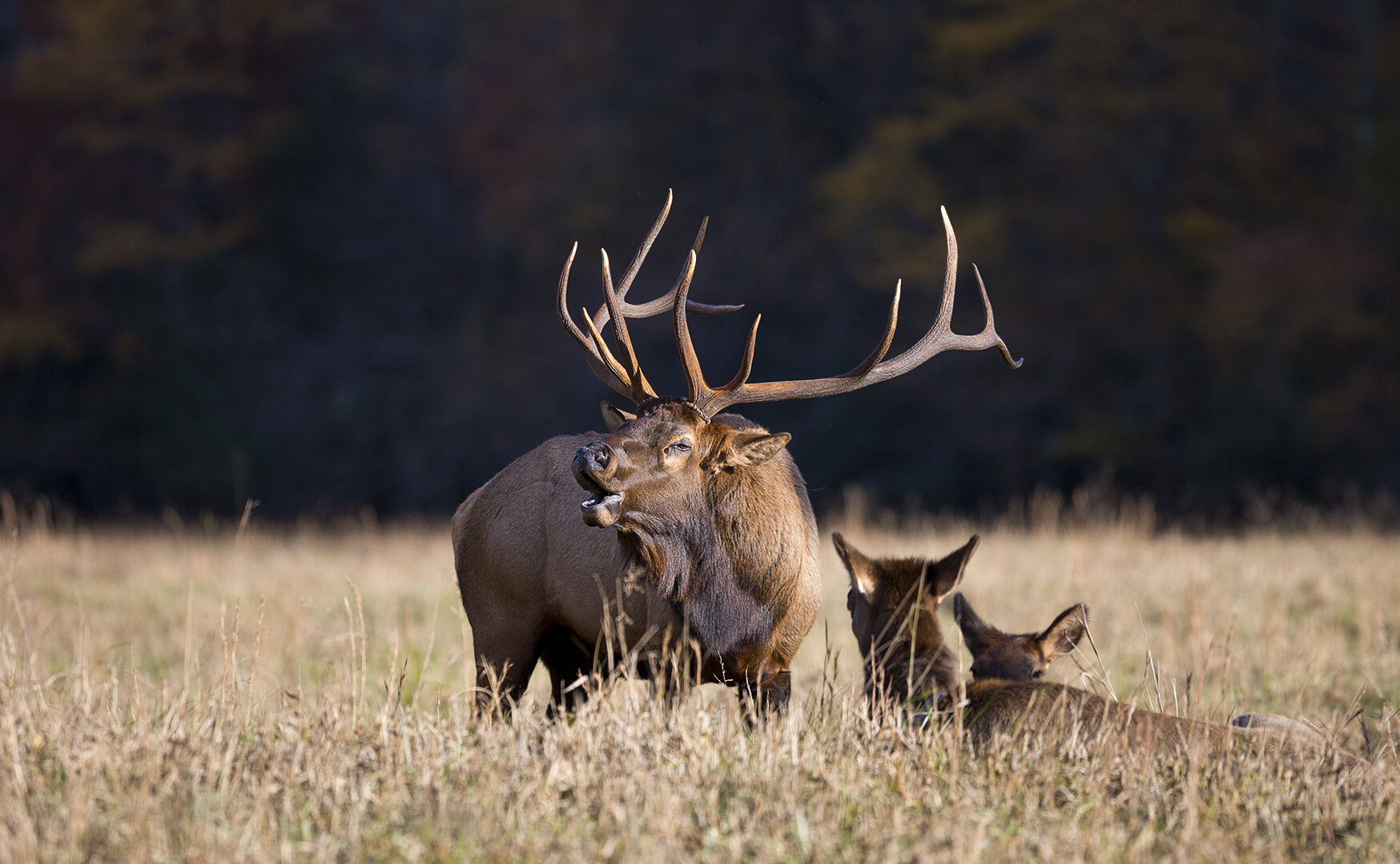 Cataloochee Bull