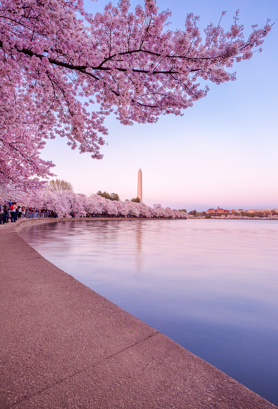 Cherry Blossom Bliss