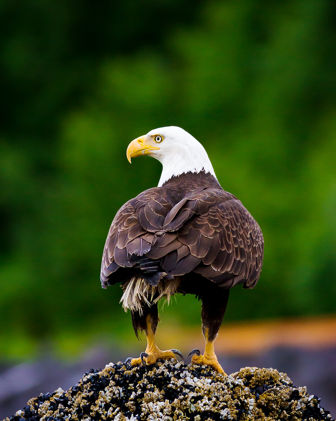 Alaskan Bald Eagle