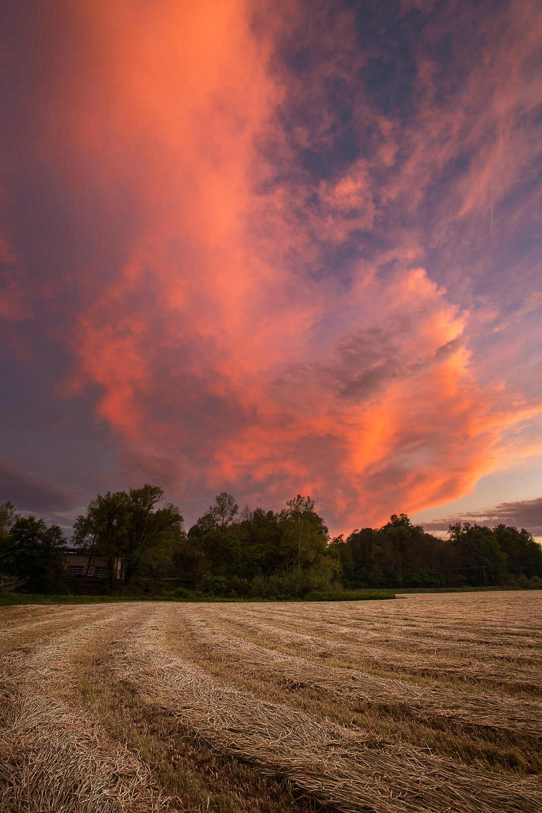 Cut Field Sunset Vertical