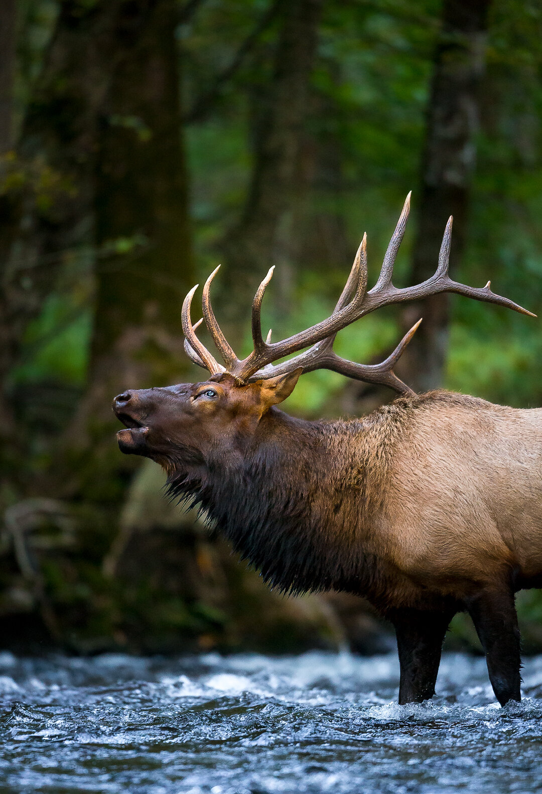Oconaluftee Crossing