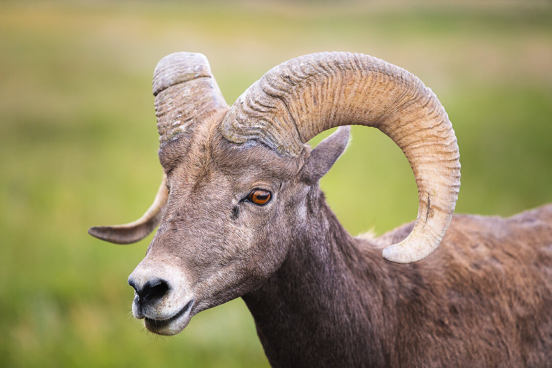 Badlands Bighorn