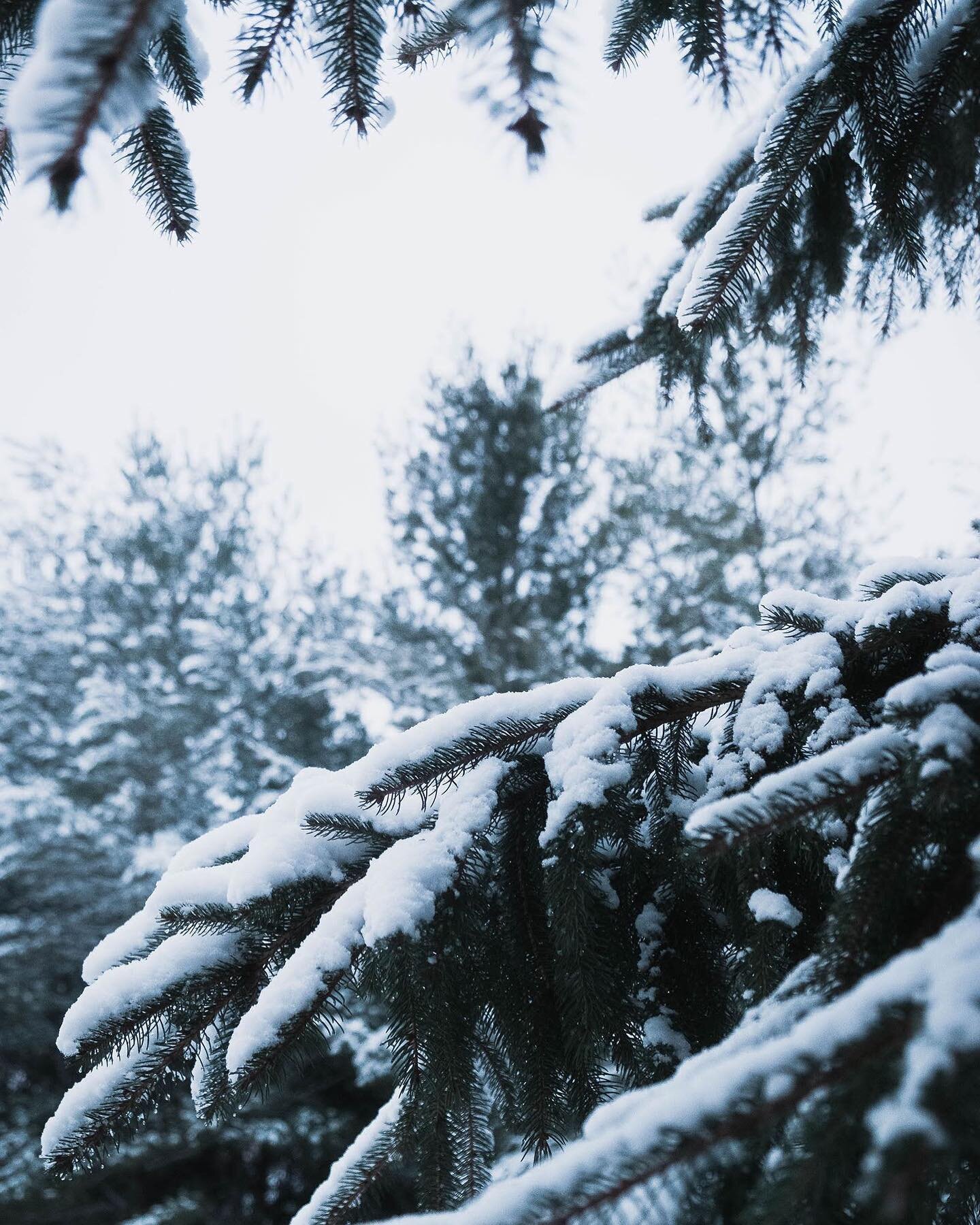 When there is snow on the evergreens, you take photos. I don&rsquo;t make the rules. 🌲