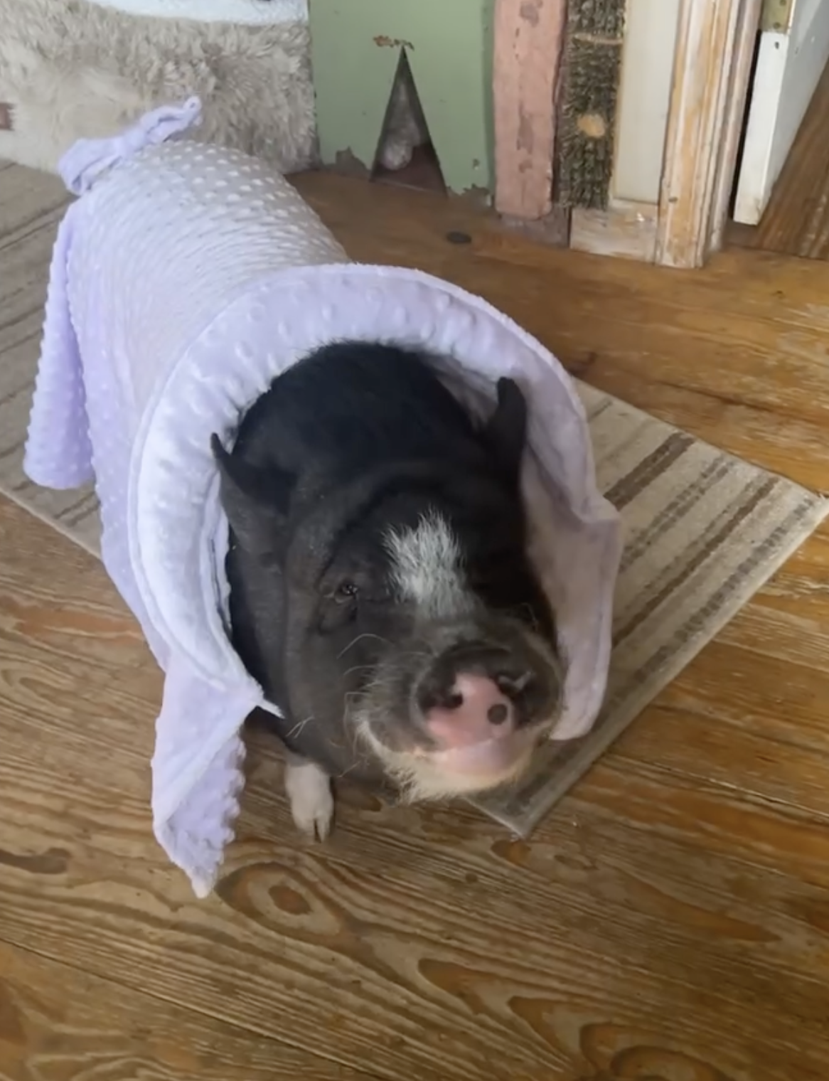 Custom Pig Robe