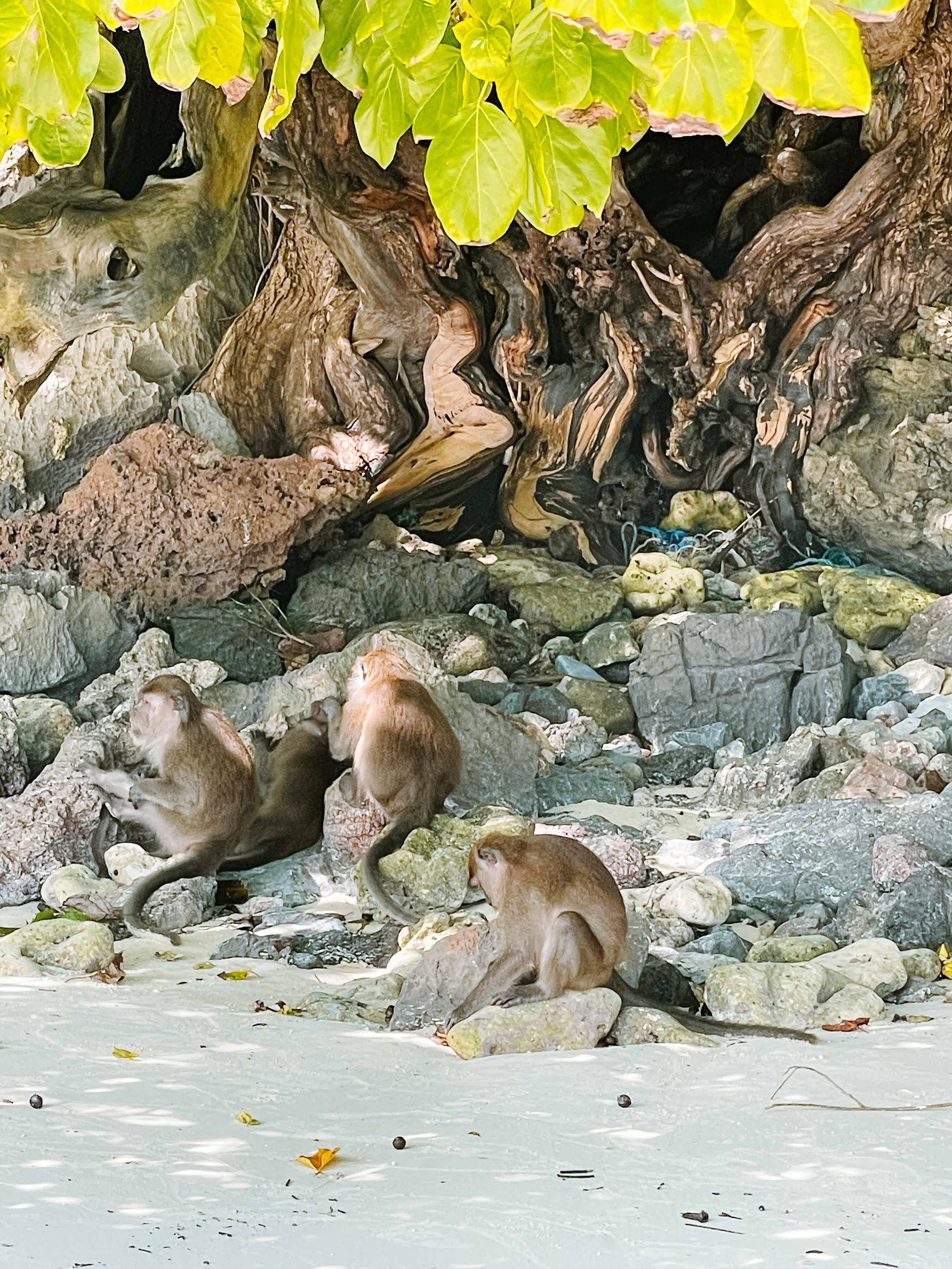 How to get to Monkey Bay in phi phi island.jpg