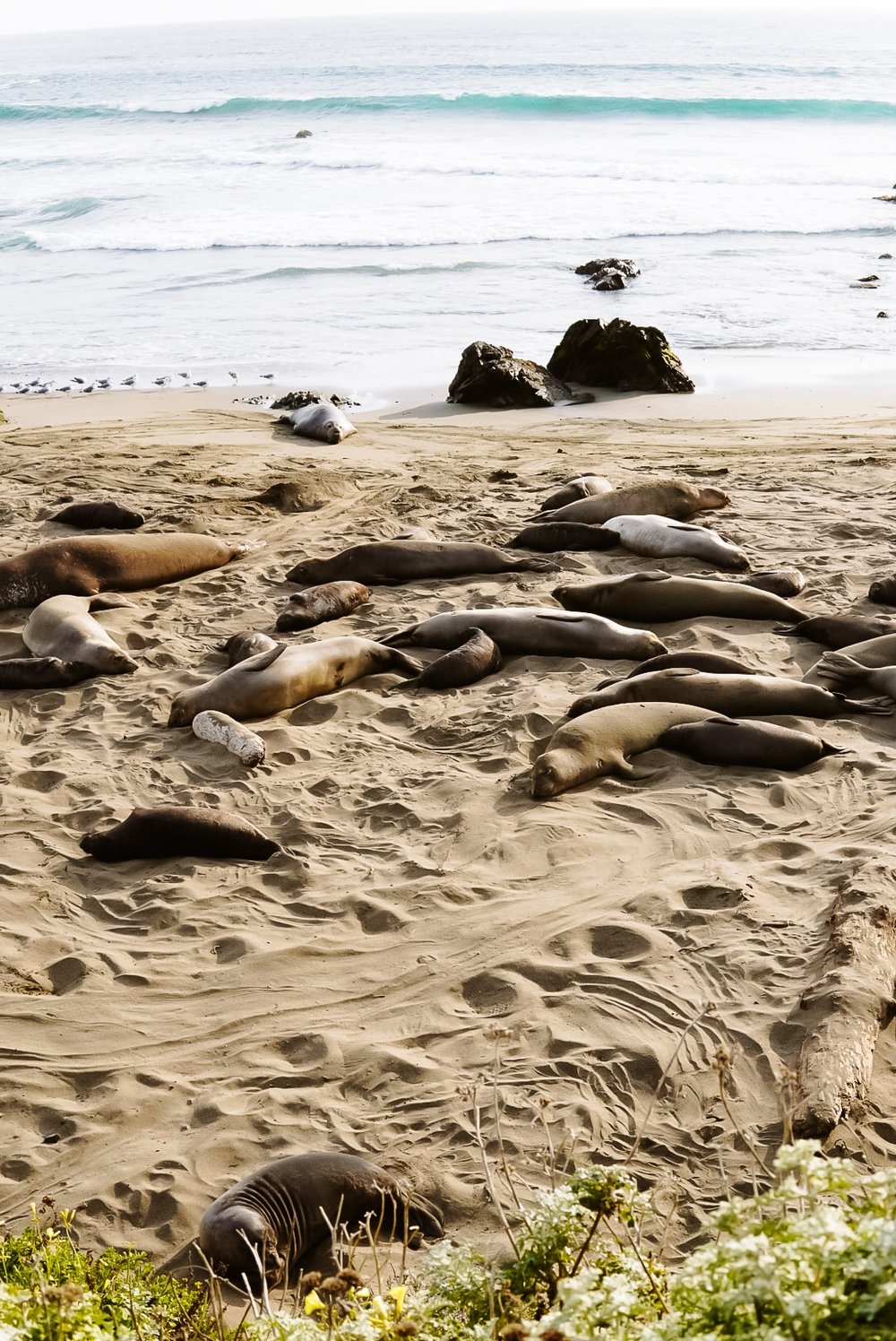 Elephant seals on beach California cost California USA Stock Photo