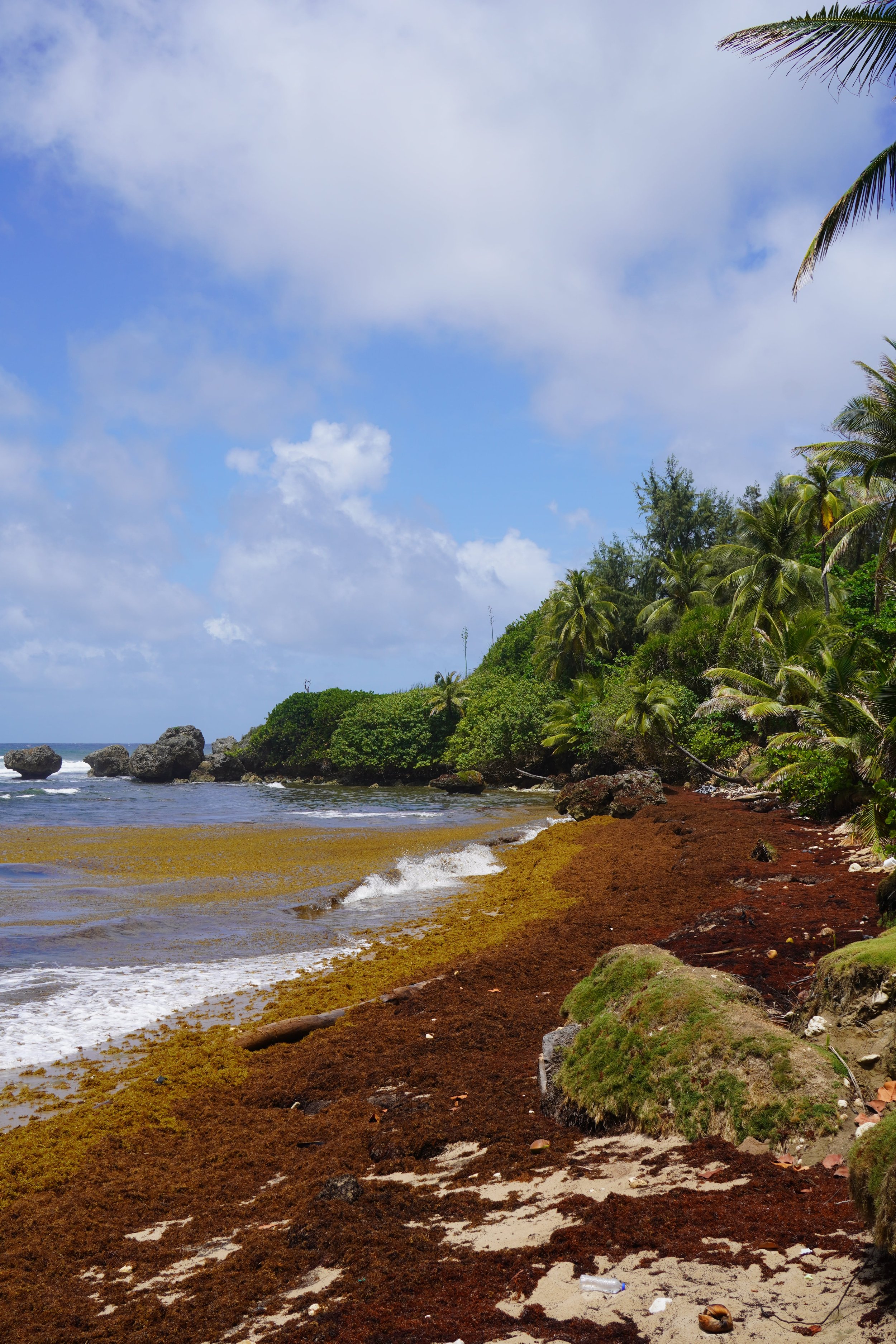 bathsheba_places to visit in barbados.jpeg