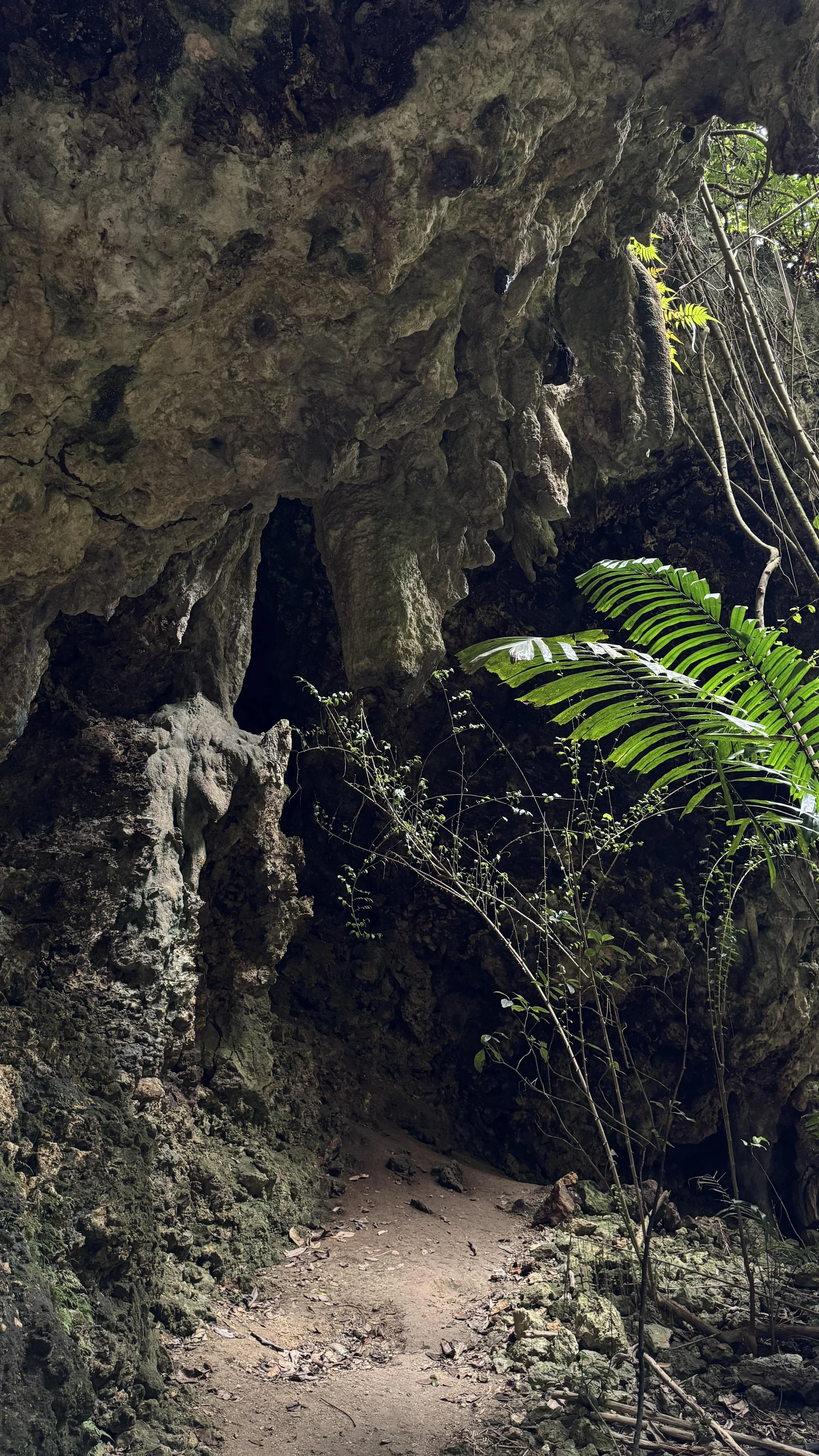 welchman hall gully barbados natural wonders.jpeg
