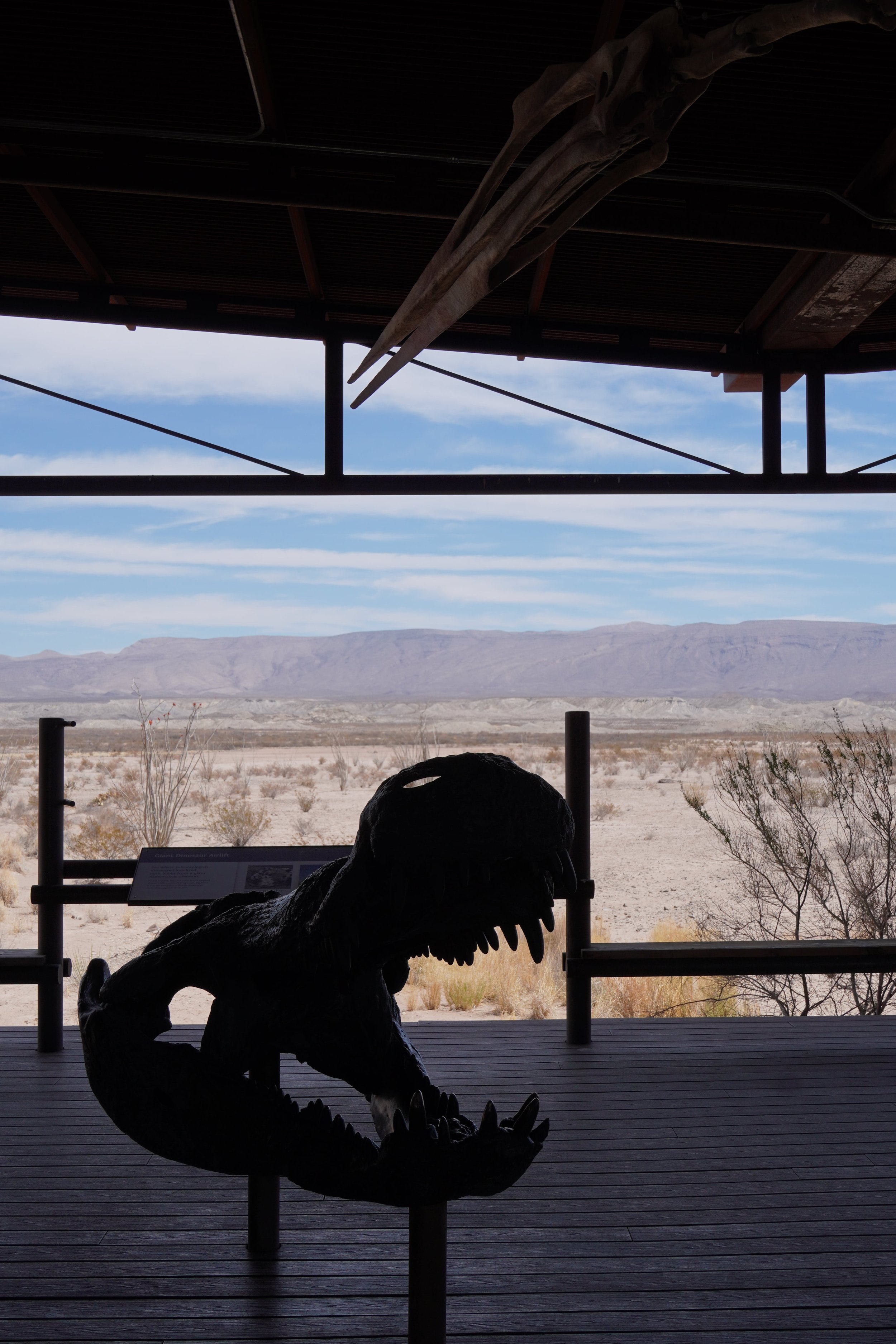 fossils in big bend national park_roadtrip