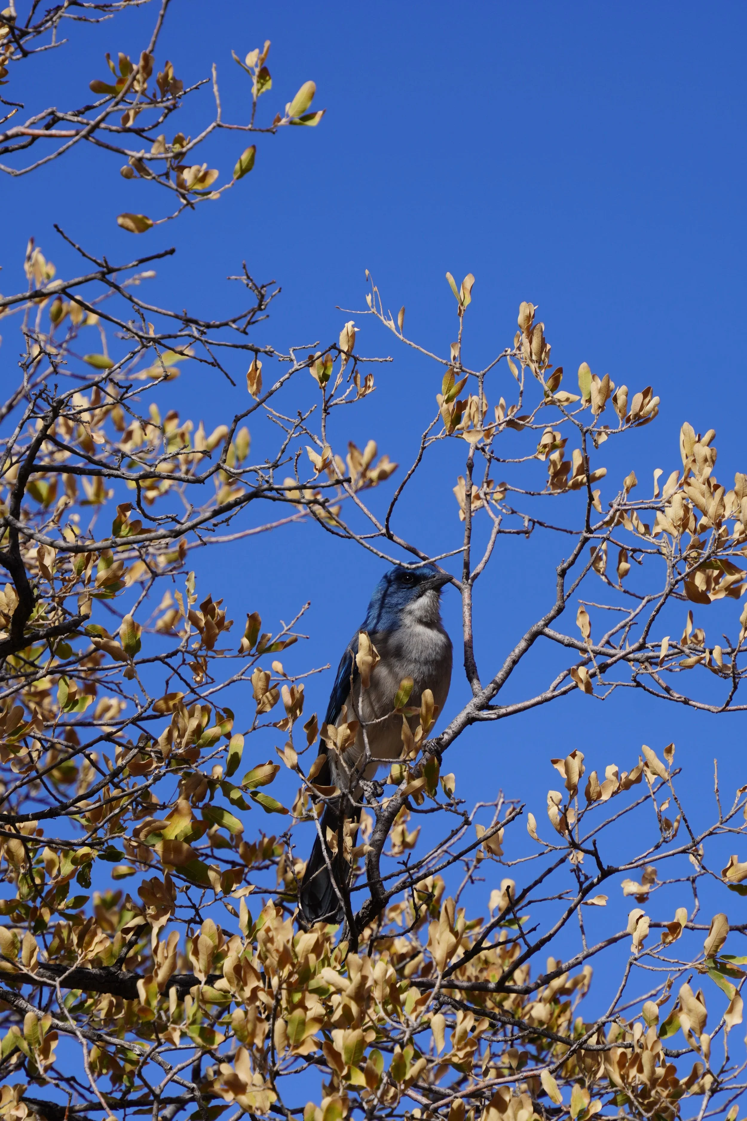 wildlife in big bend_mexican jay