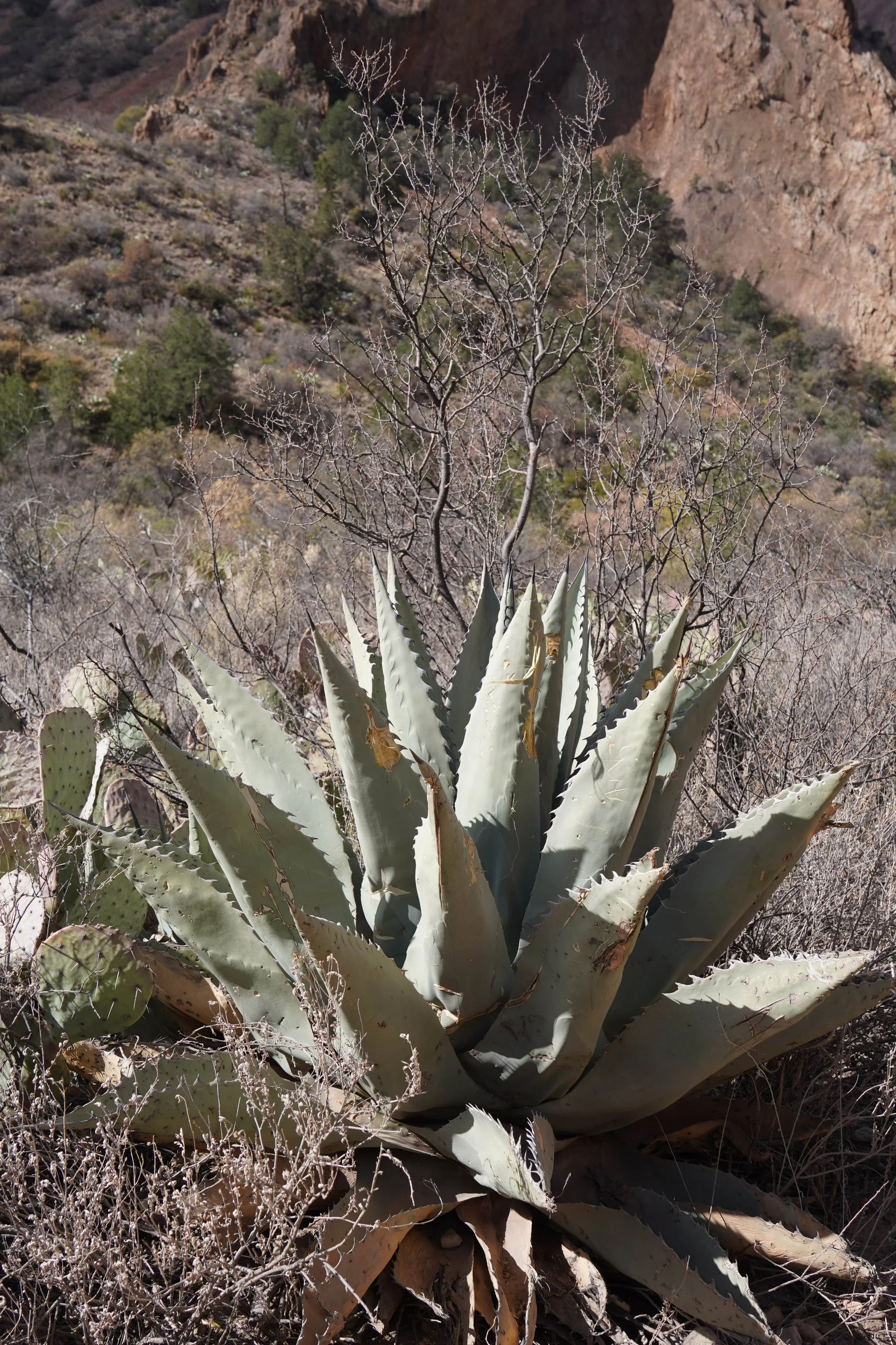 hiking in big bend in the spring.jpeg