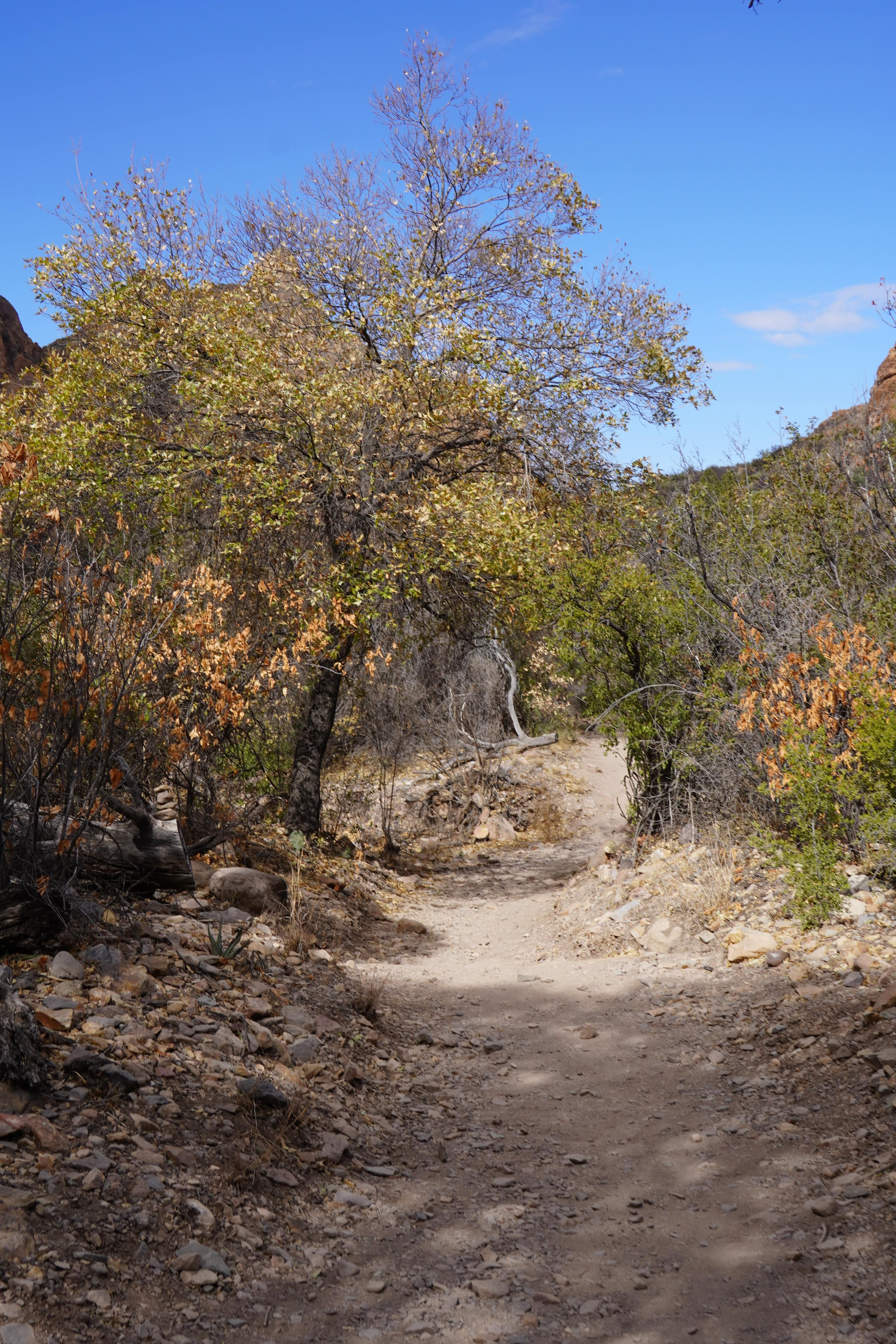 spring hiking in big bend national park