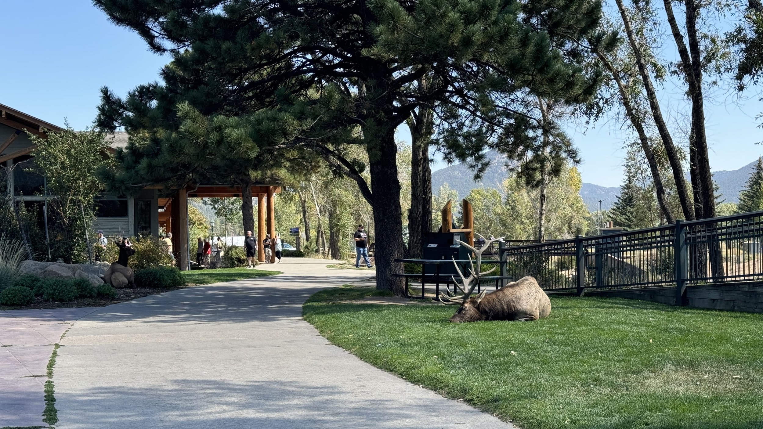 Estes Park visitor center_elk in estes park
