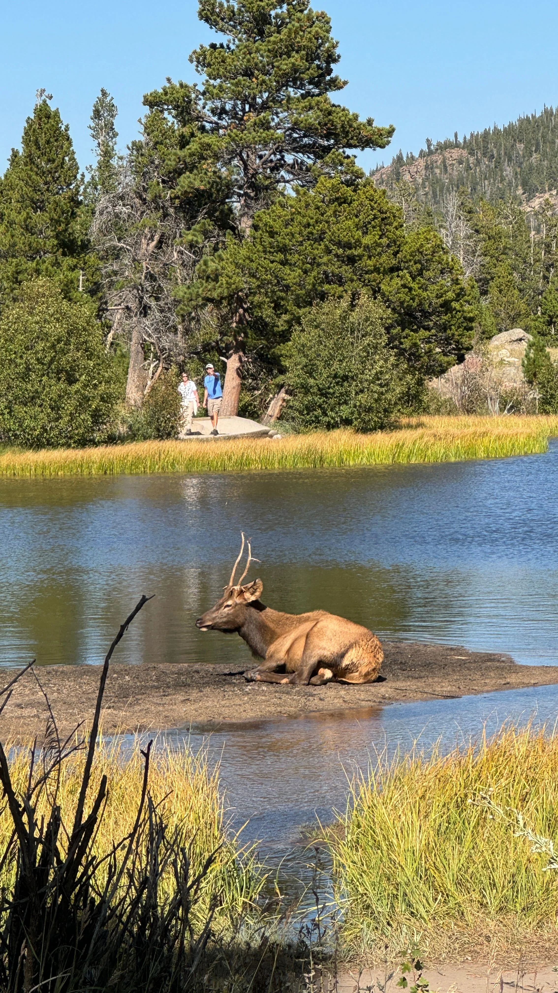 wildlife rocky mountains colorado